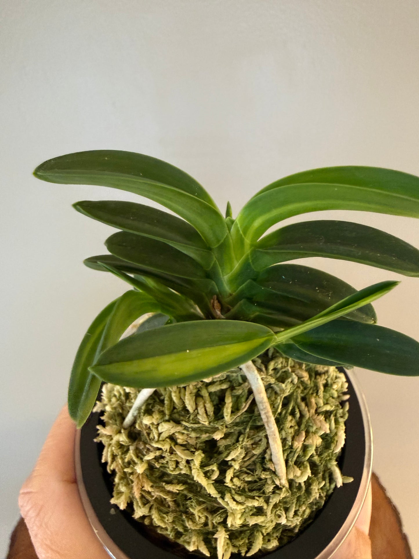 Neofinetia falcata Tsushima nishiki (Tsushima Ryokuho shima) 對馬錦