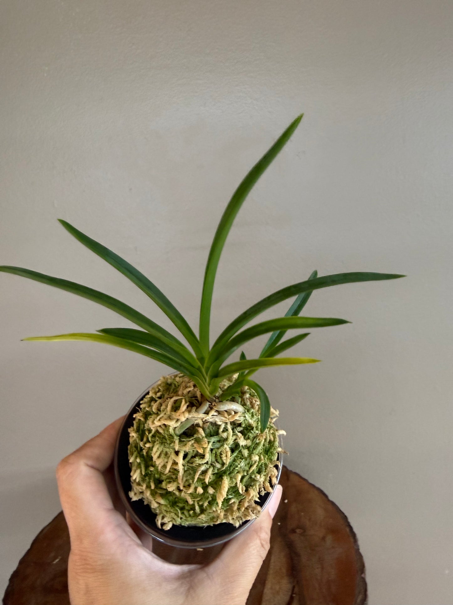 Neofinetia falcata Hwangjiyeon 黃池淵