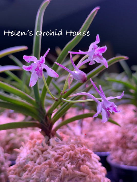 Neofinetia falcata Jahongseon (3spur)紫紅仙