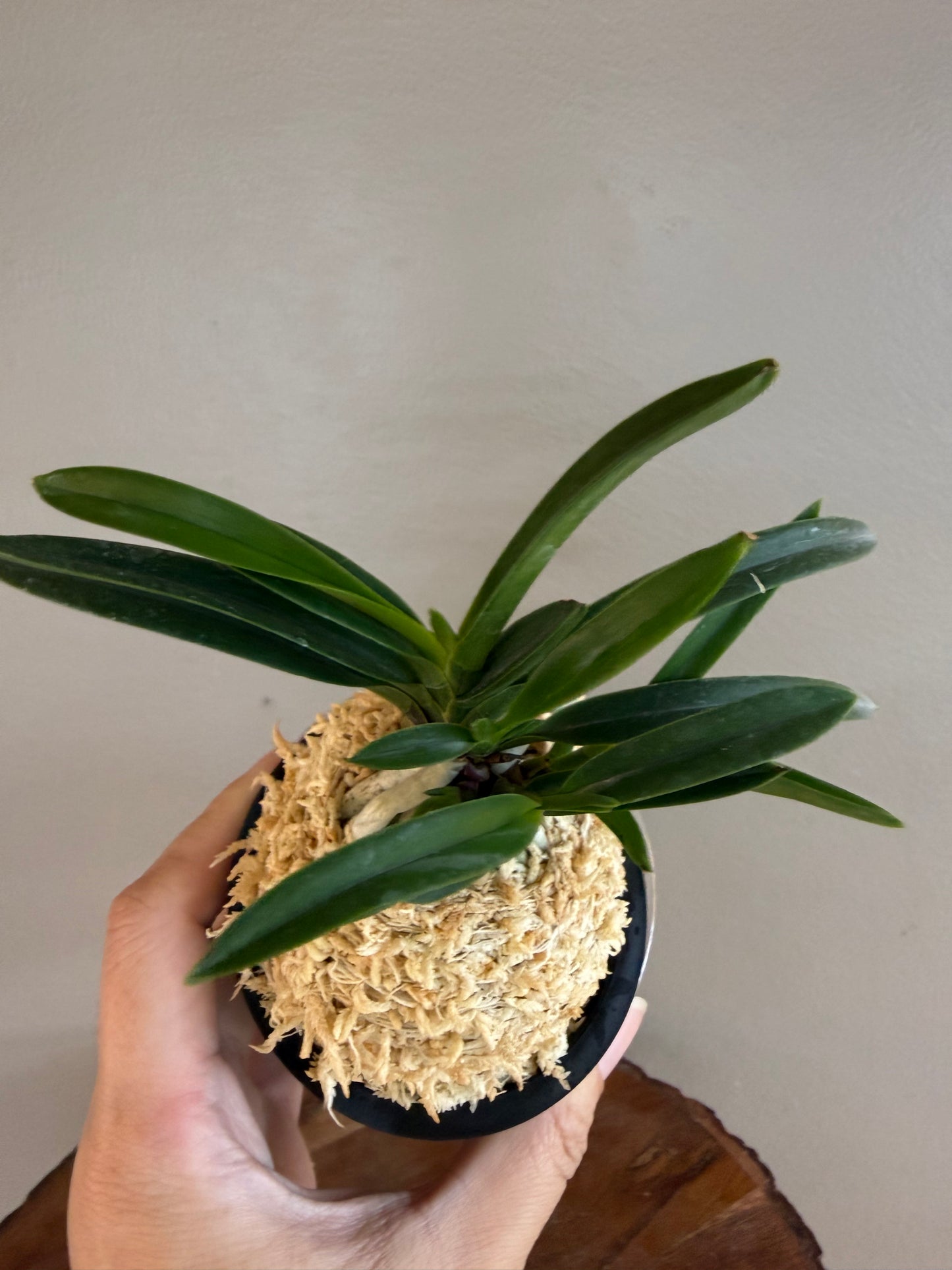 Neofinetia falcata Honghyeon 紅玄