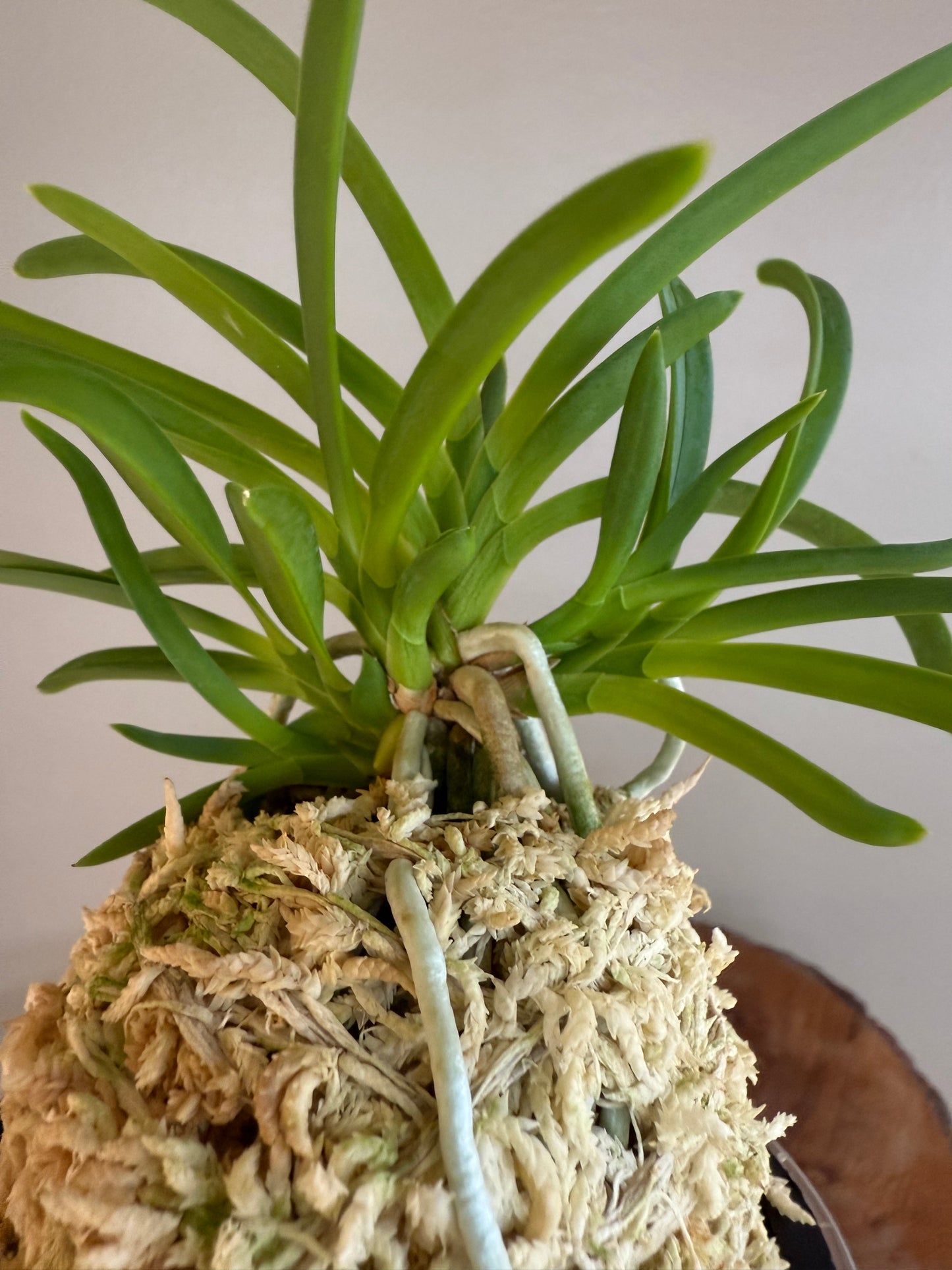 Neofinetia falcata kobai 紅梅