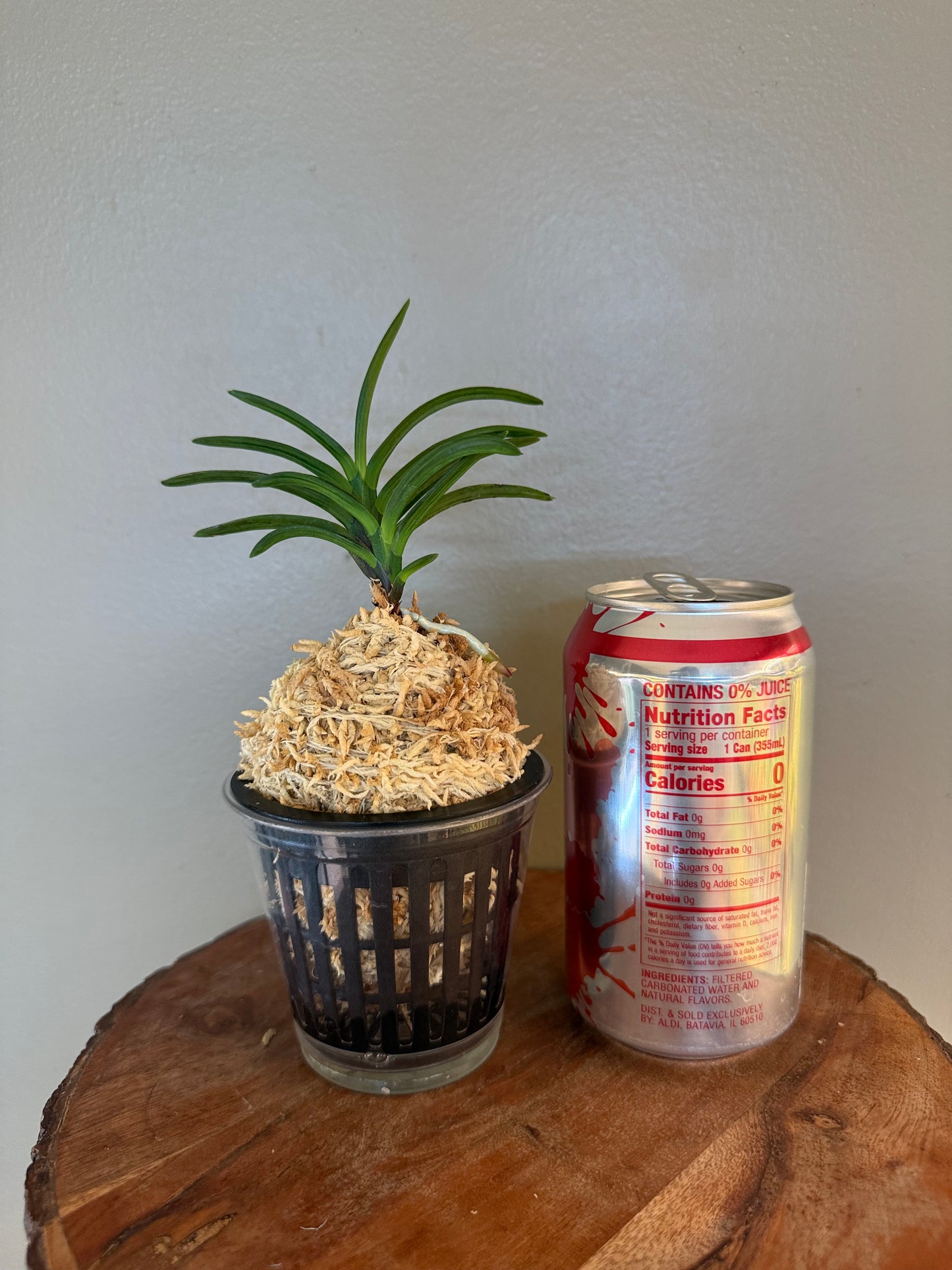 Neofinetia falcata Benibotan 紅牡丹