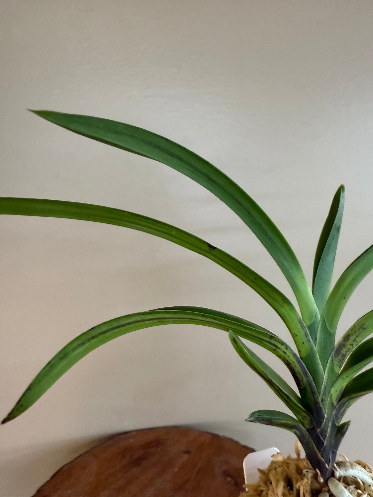 Neofinetia falcata Jinmuk 鎮墨
