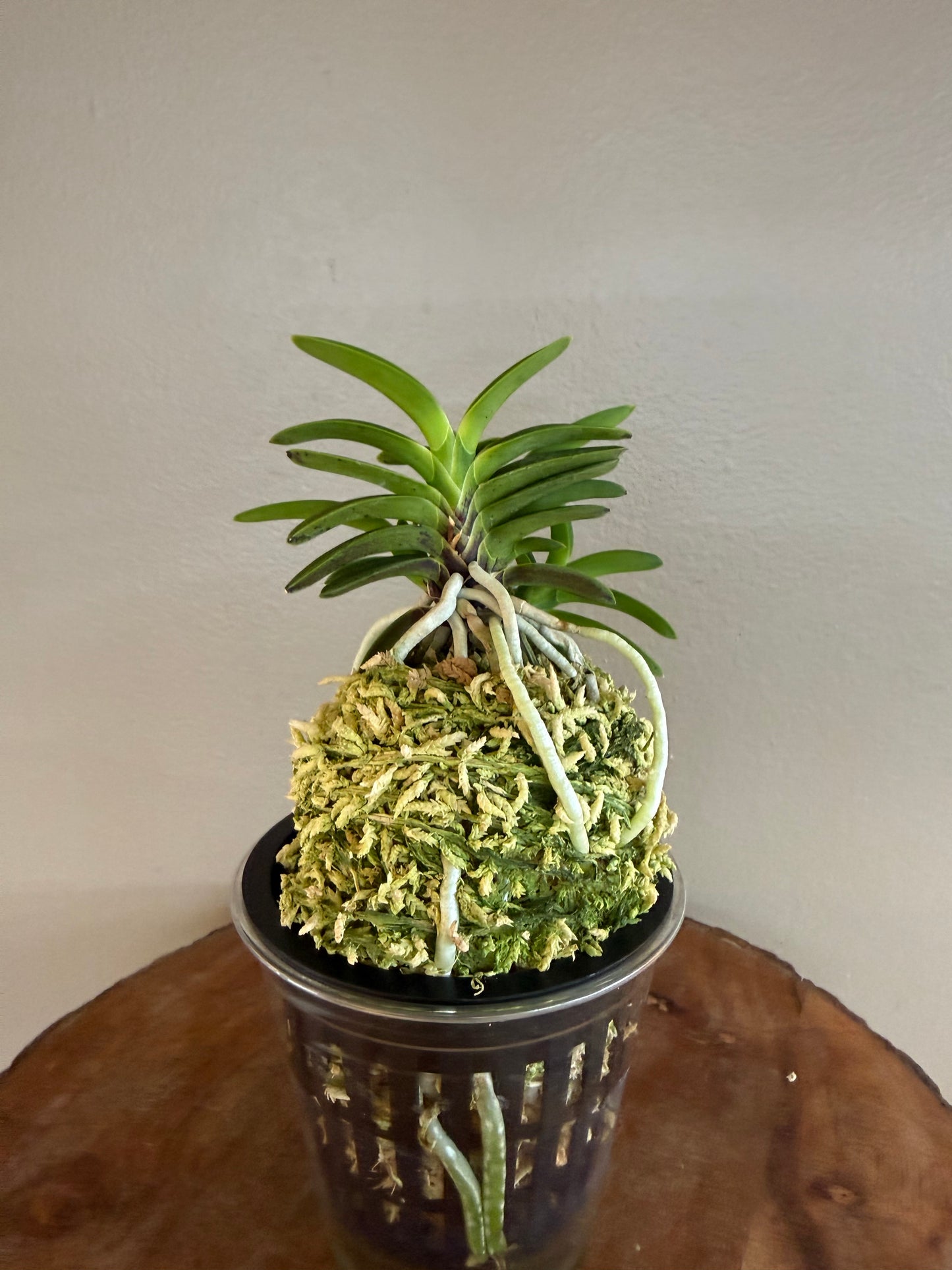Neofinetia falcata Tsushima Ryokuho 對馬綠寶