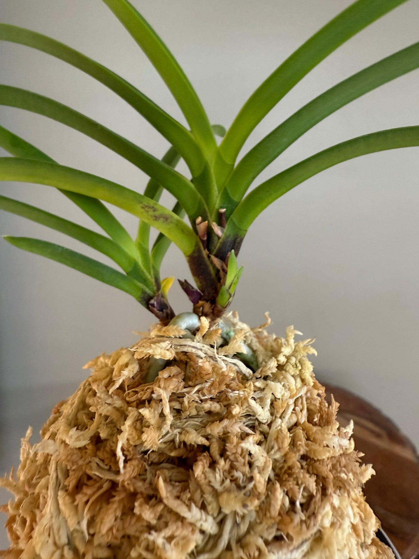 Neofinetia falcata Kouya no Hana 高野の華