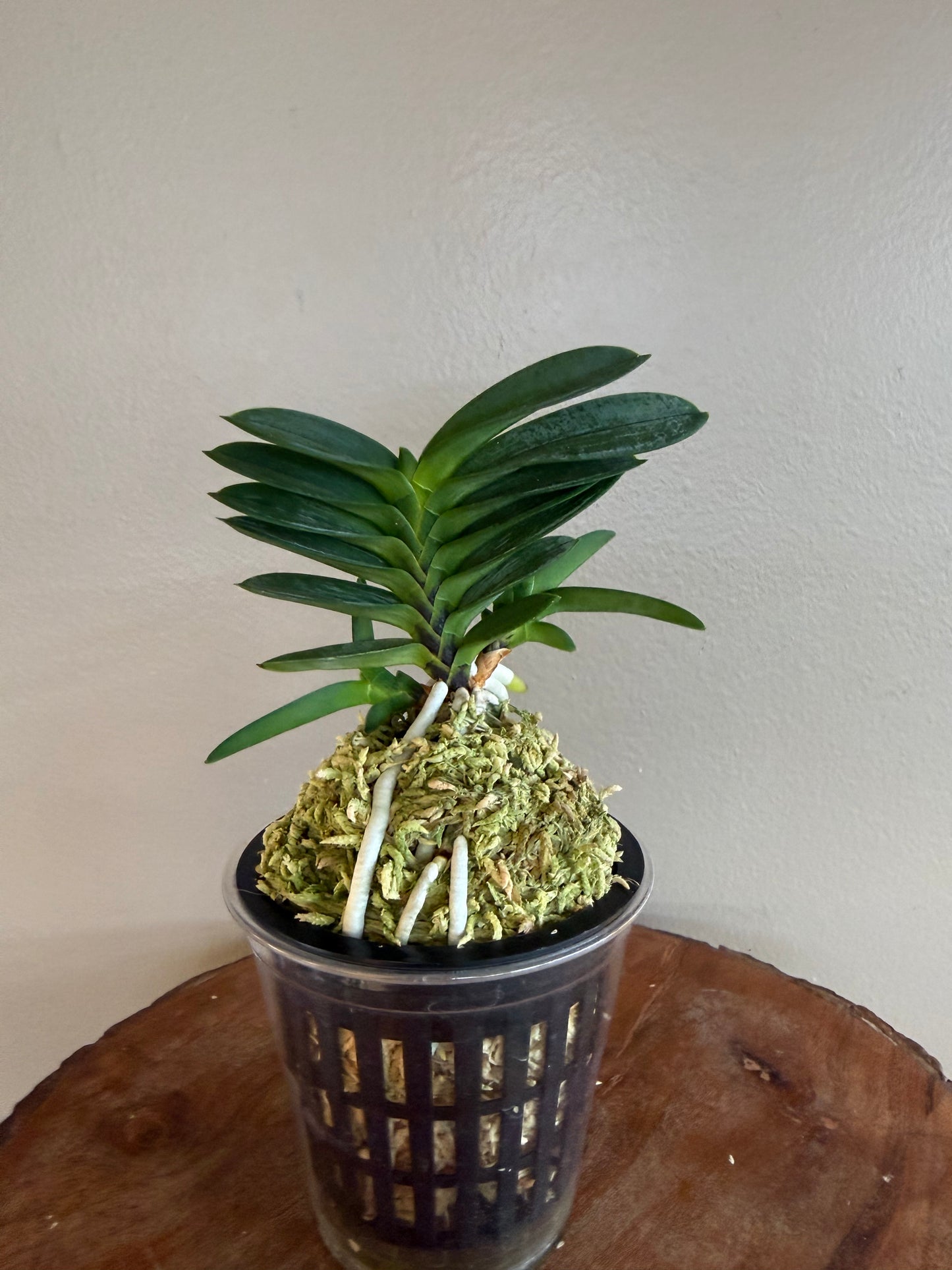 Neofinetia falcata Tamakongo 玉金剛