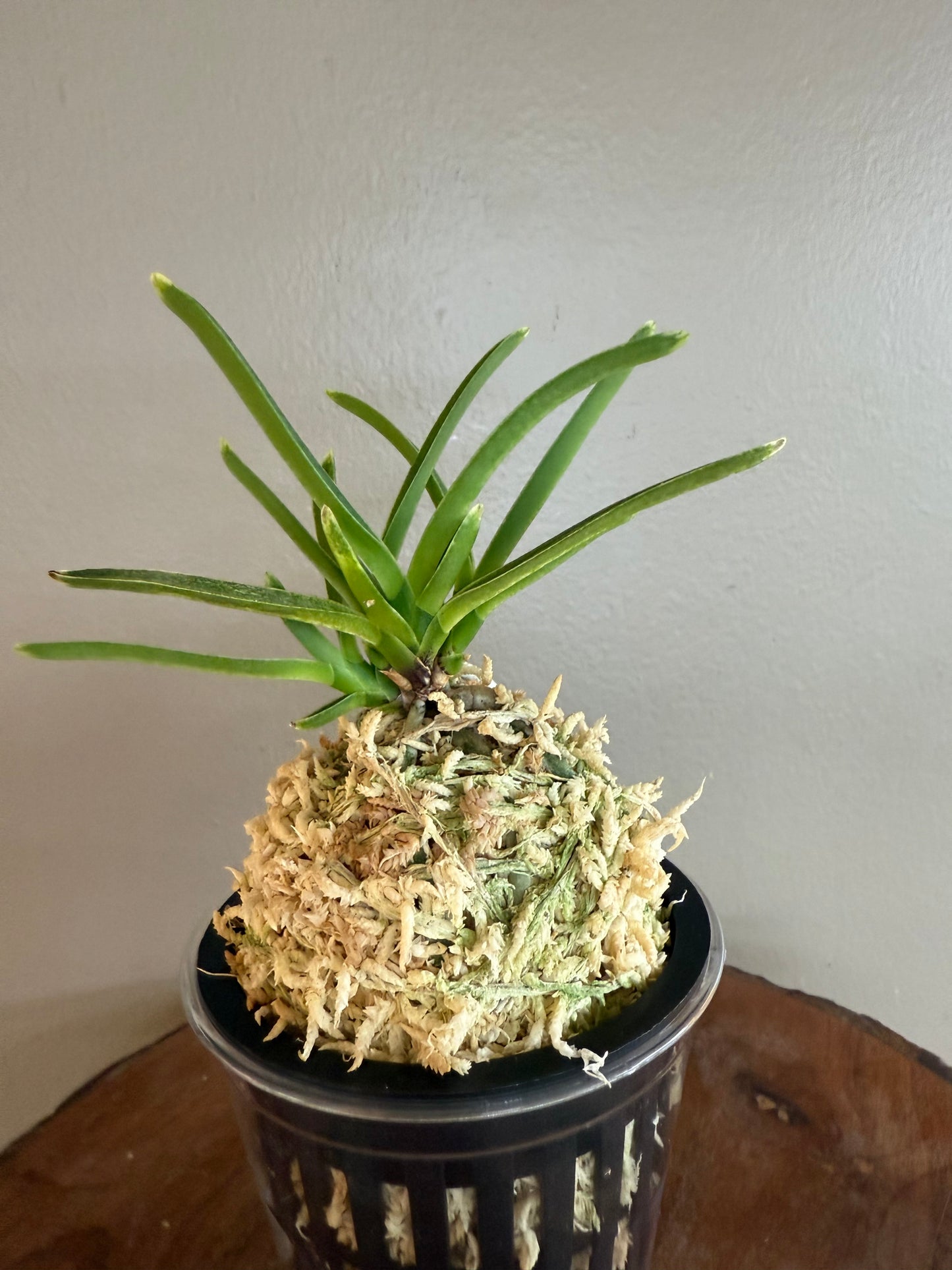 Neofinetia falcata Ginseikan 銀星冠