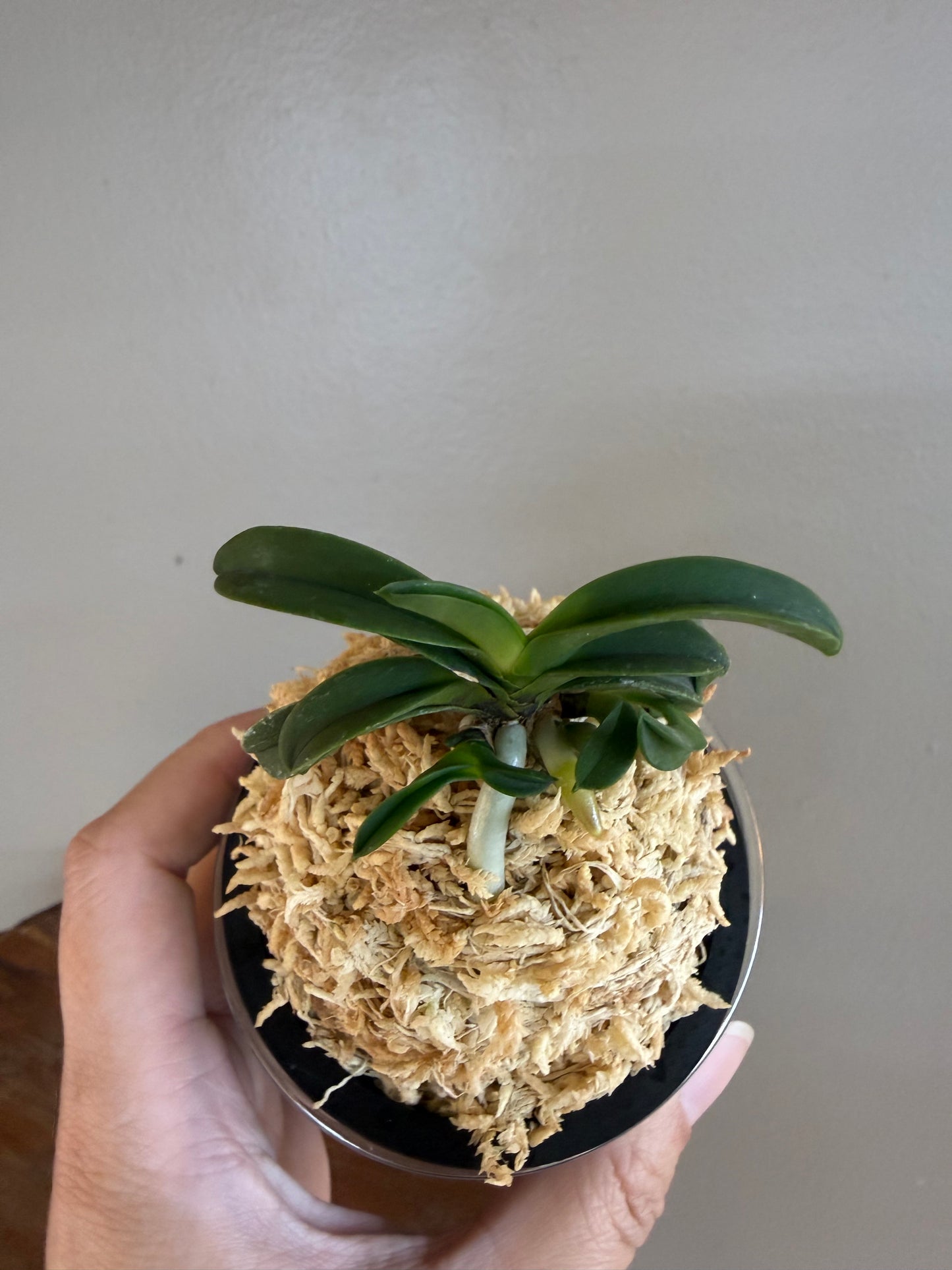 Neofinetia falcata Seikai 青海