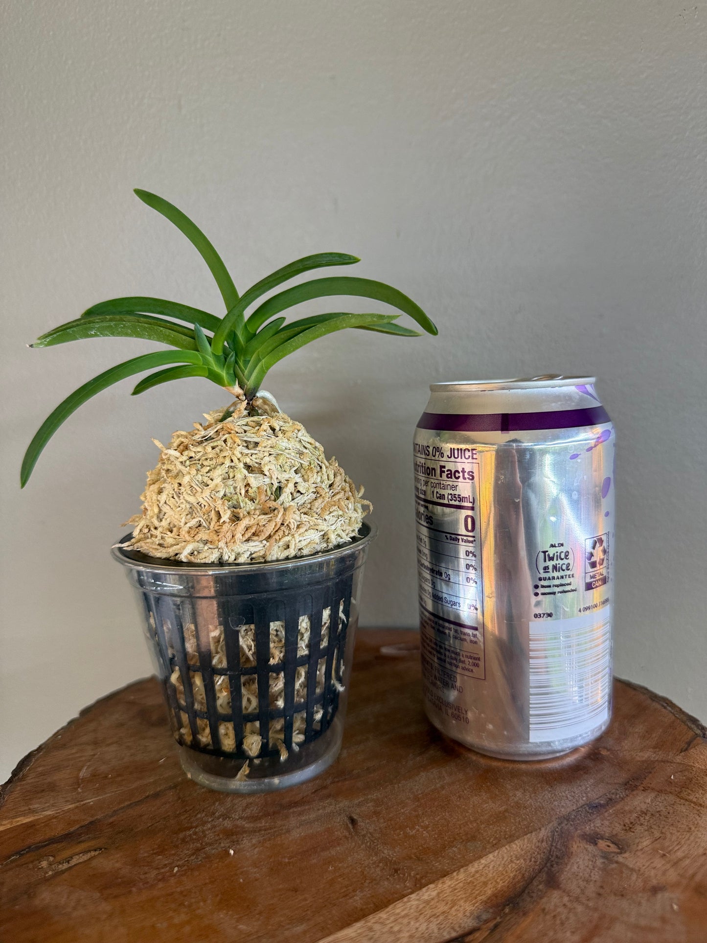 Neofinetia falcata Jangjahong 長紫紅