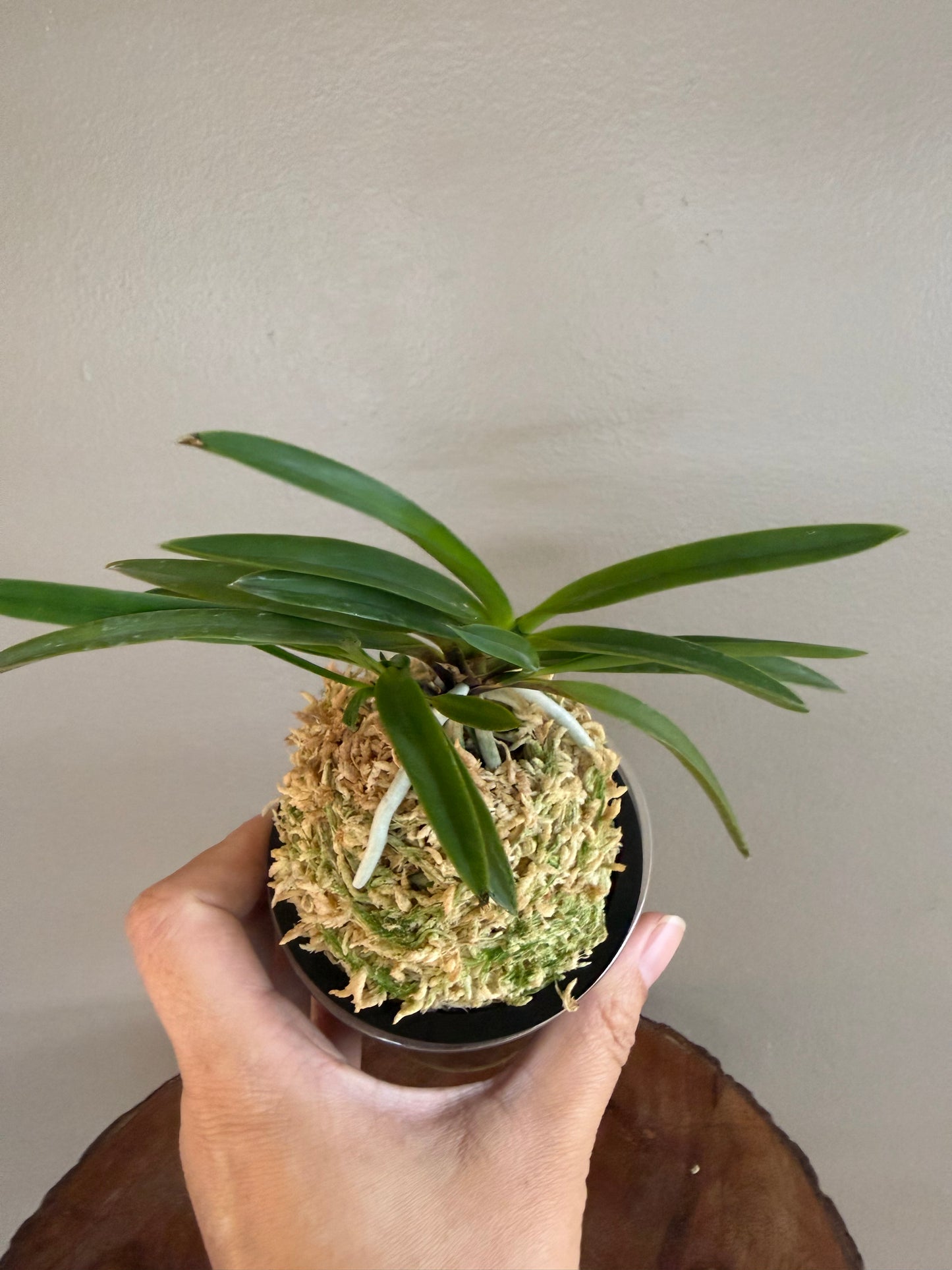 Neofinetia falcata Shineyukou 神龍紅