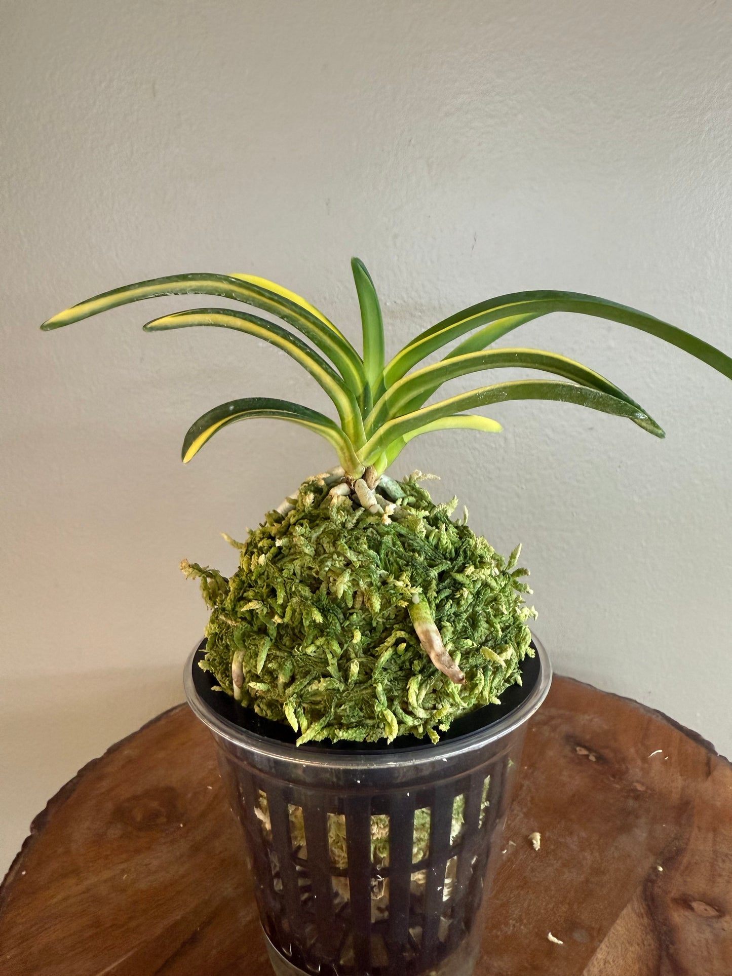 Neofinetia falcata Yokihime 楊貴姫
