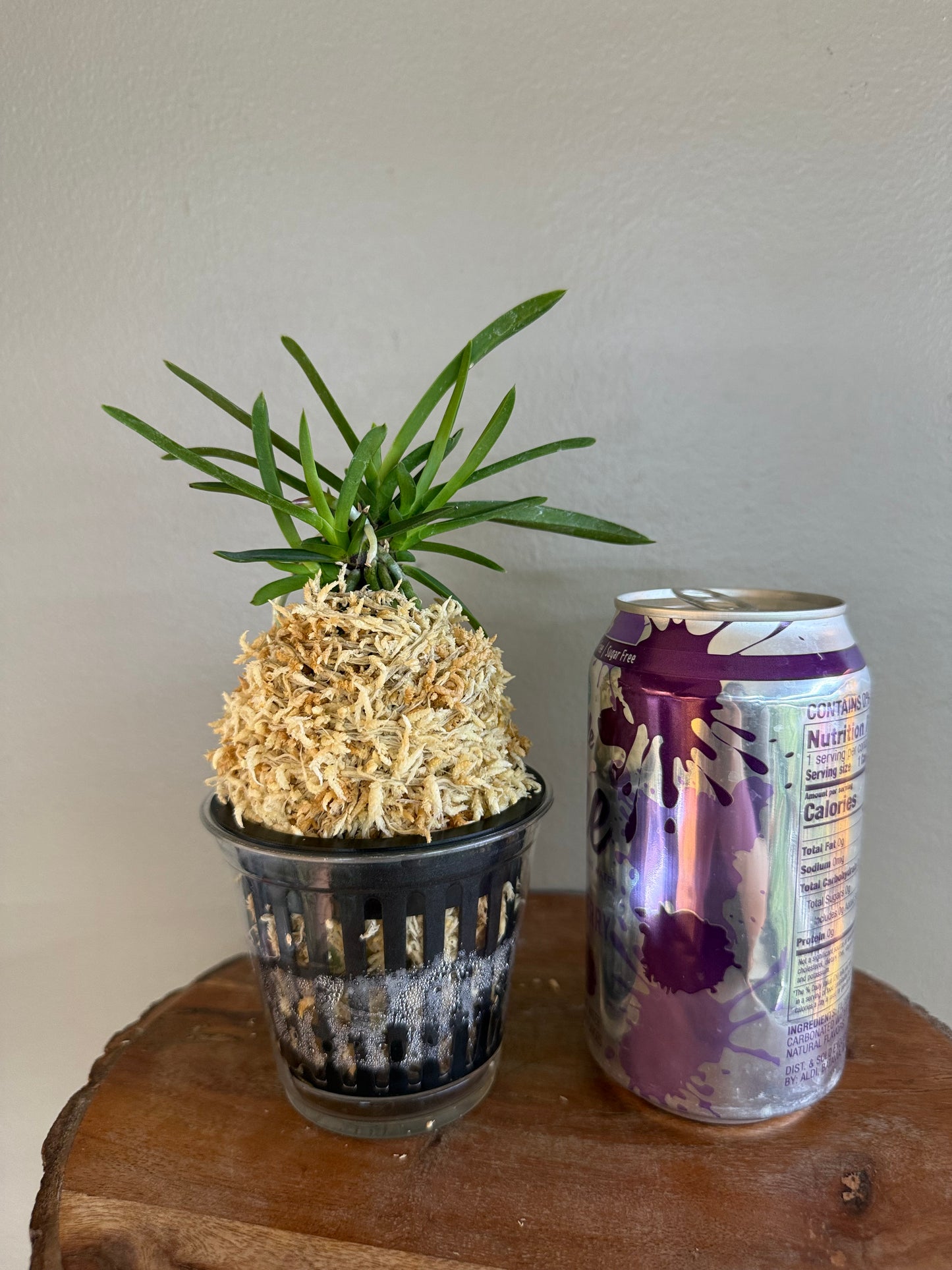 Neofinetia falcata Hisui 翡翠