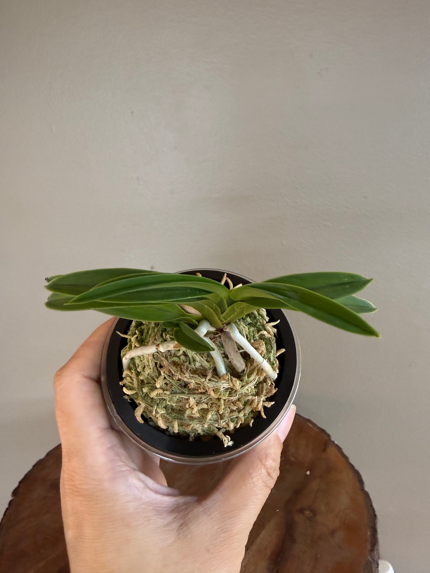 Neofinetia falcata Yokozuna 横綱