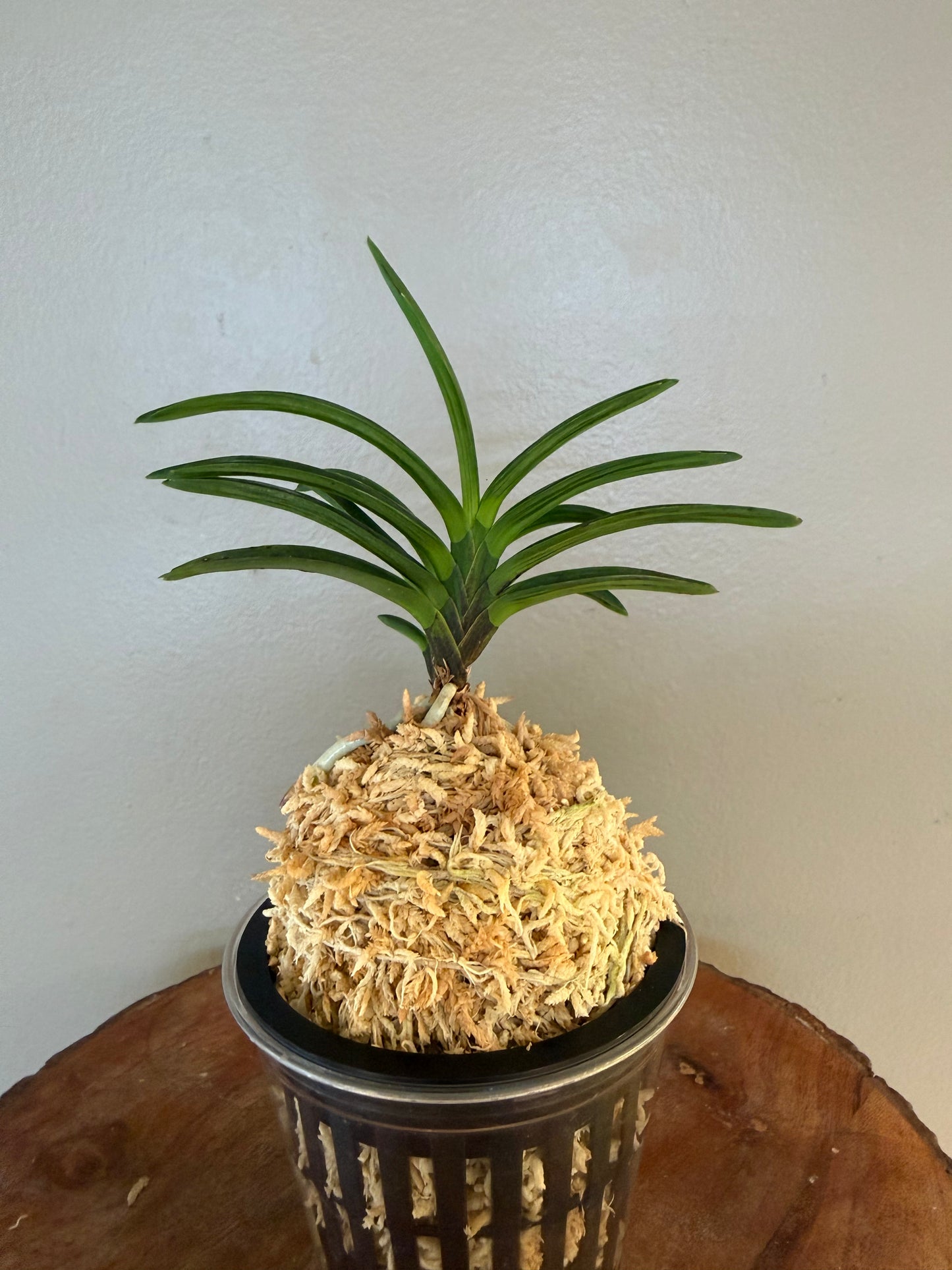 Neofinetia falcata Benibotan 紅牡丹