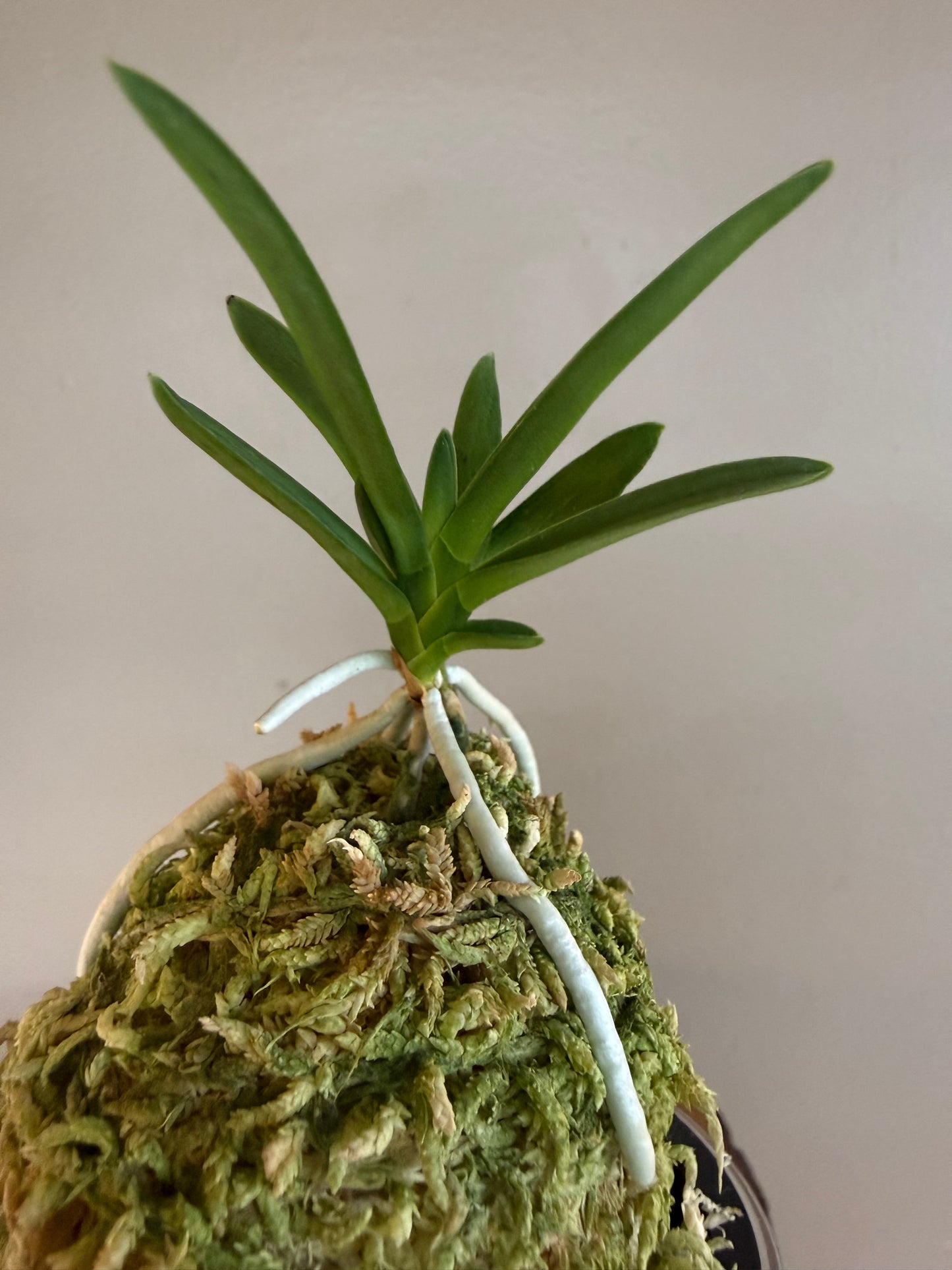 Neofinetia falcata Kajakumaru 孔雀丸