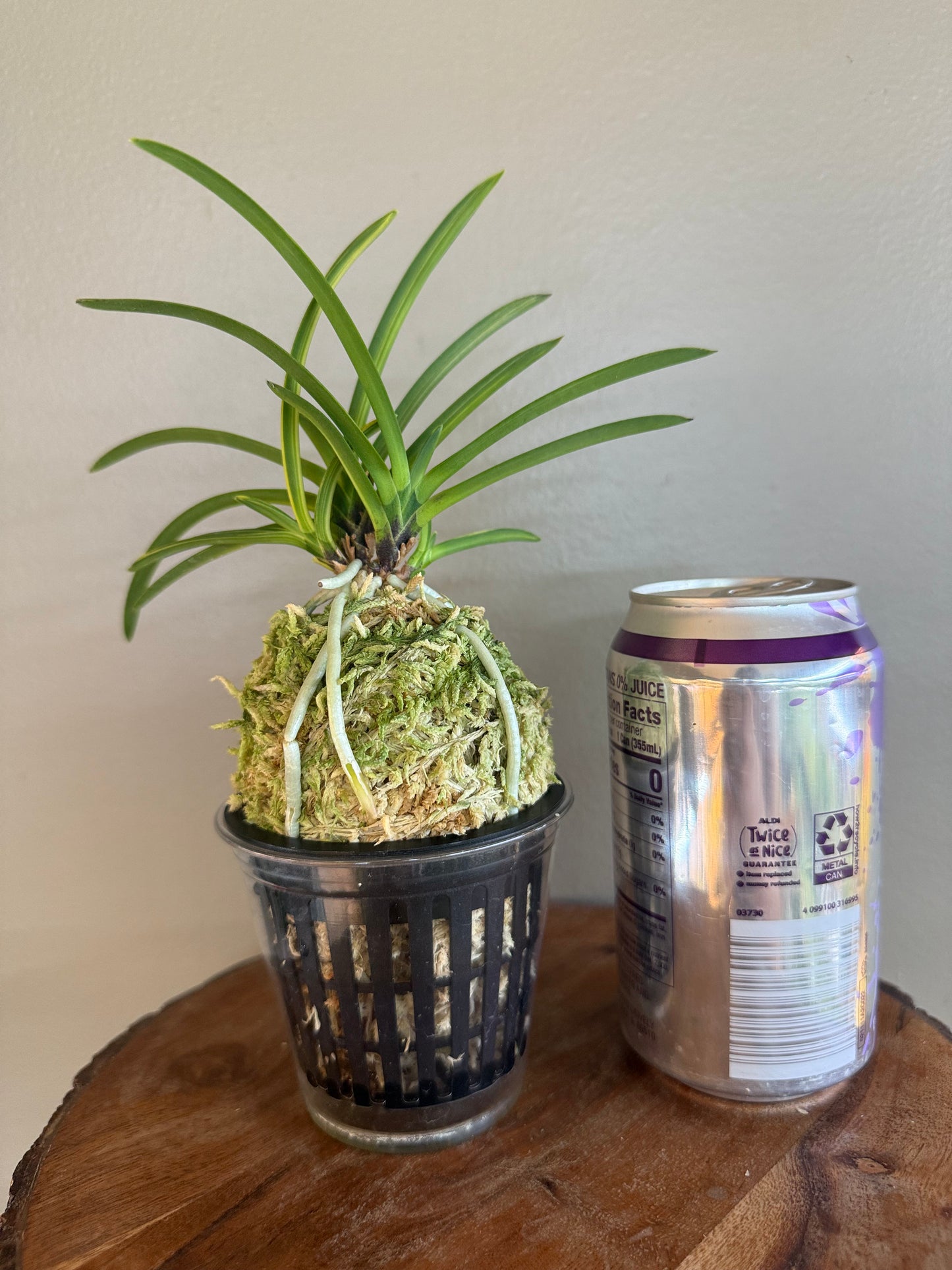 Neofinetia falcata Kinkabuto 金兜