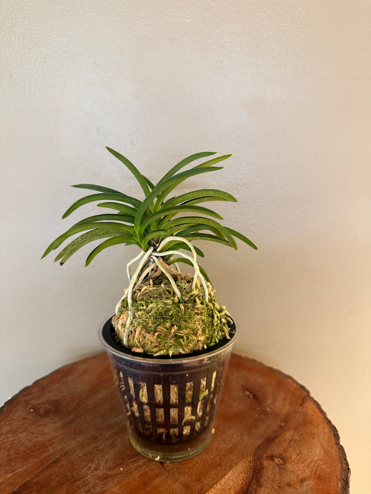 Neofinetia falcata Danjeonghong 丹頂紅