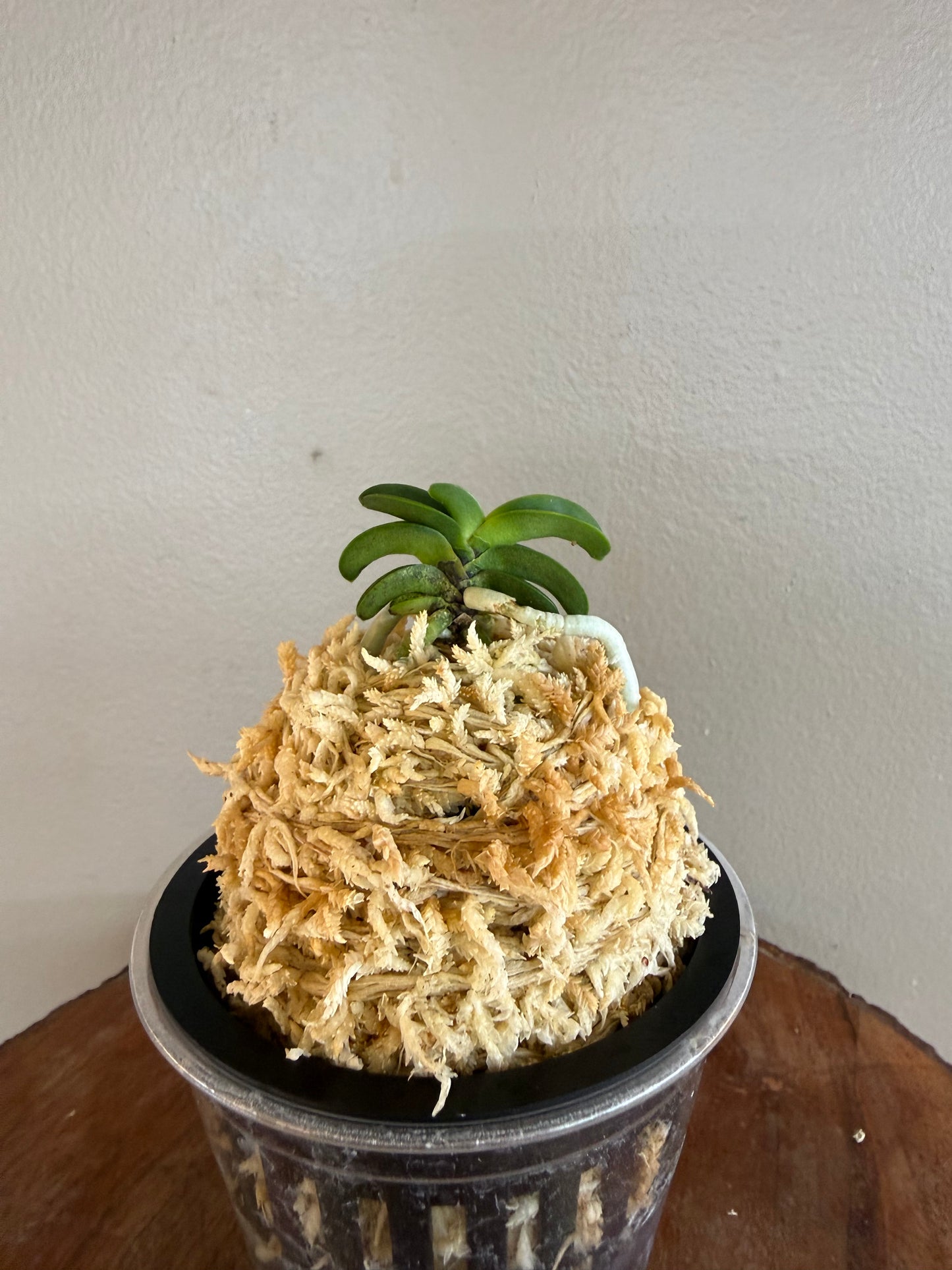 Neofinetia falcata Seikai 青海
