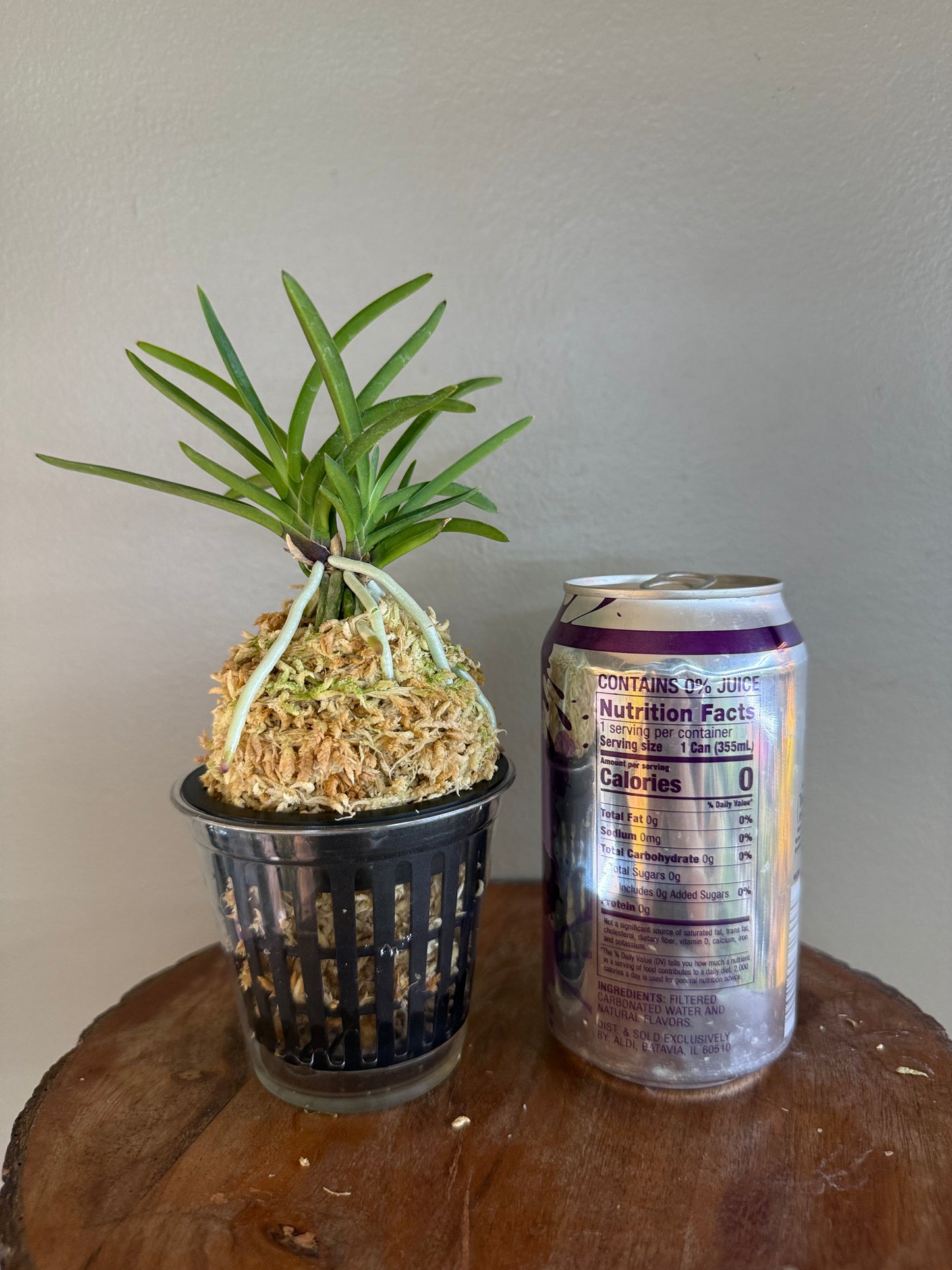 Neofinetia falcata Kibana 黃花