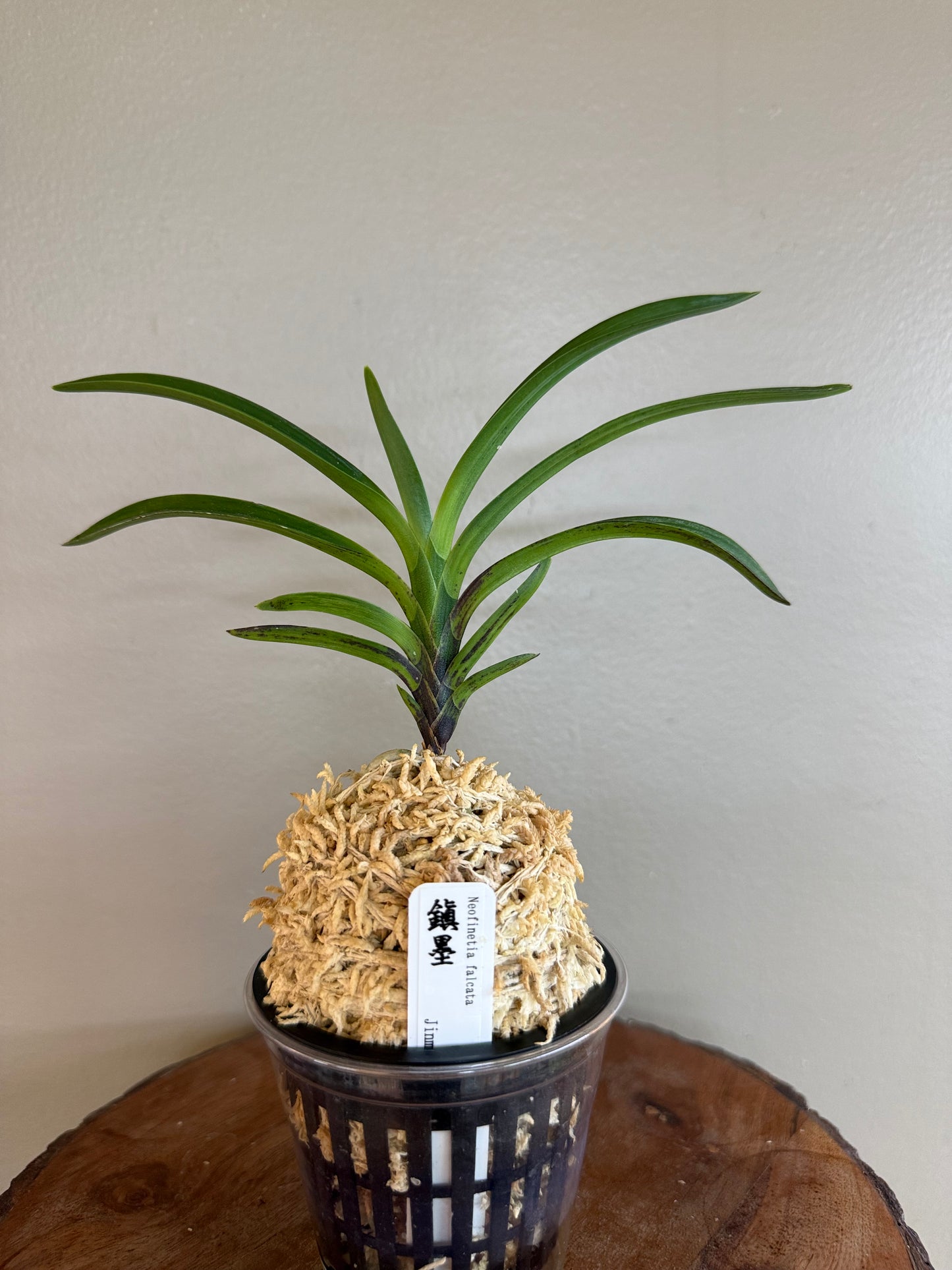 Neofinetia falcata Jinmuk 鎮墨