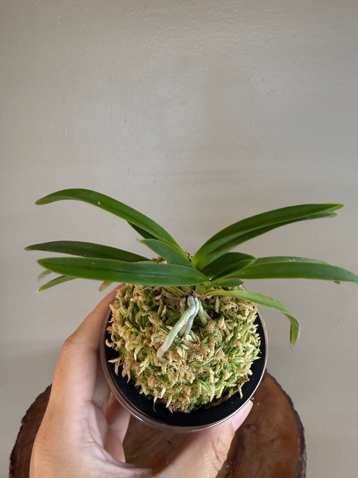 Neofinetia falcata Lavender 紫
