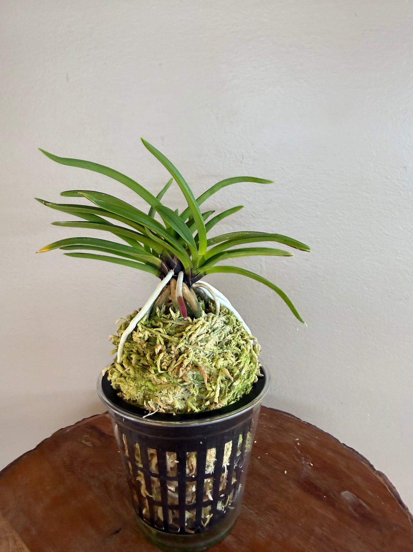 Neofinetia falcata Shutenno 朱天王