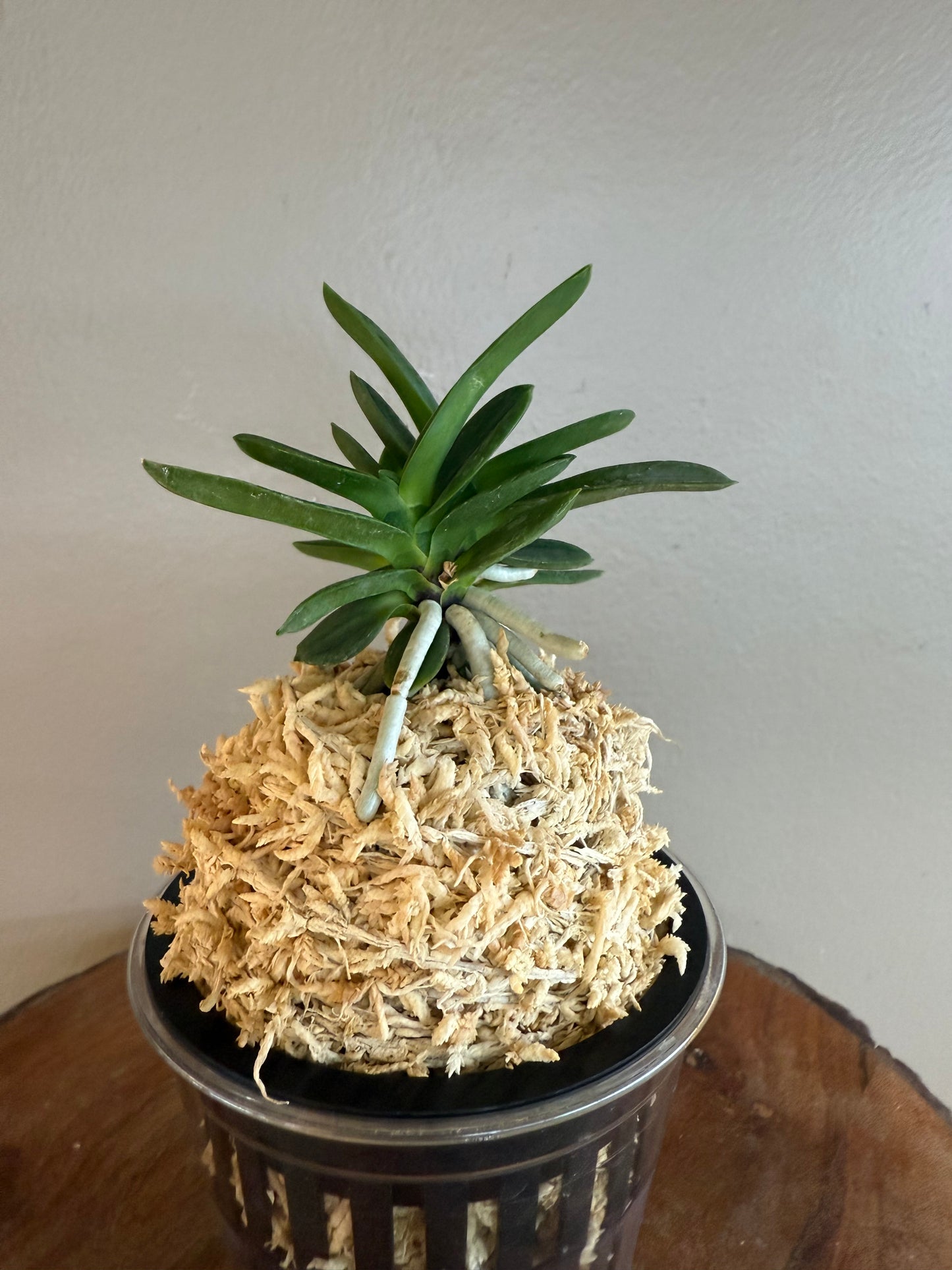Neofinetia falcata Tamakongo 玉金剛