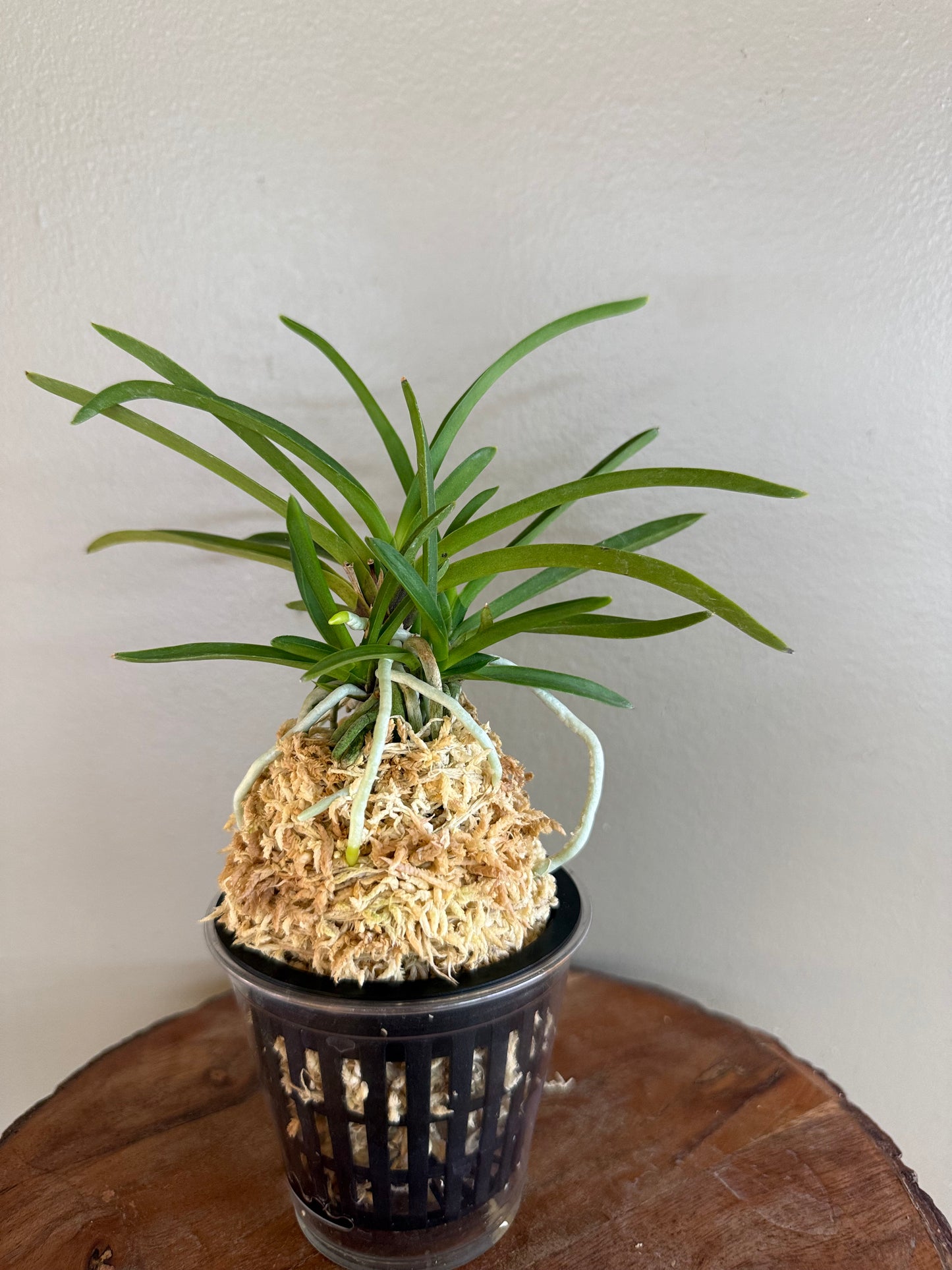 Neofinetia falcata Benigkaede 紅楓