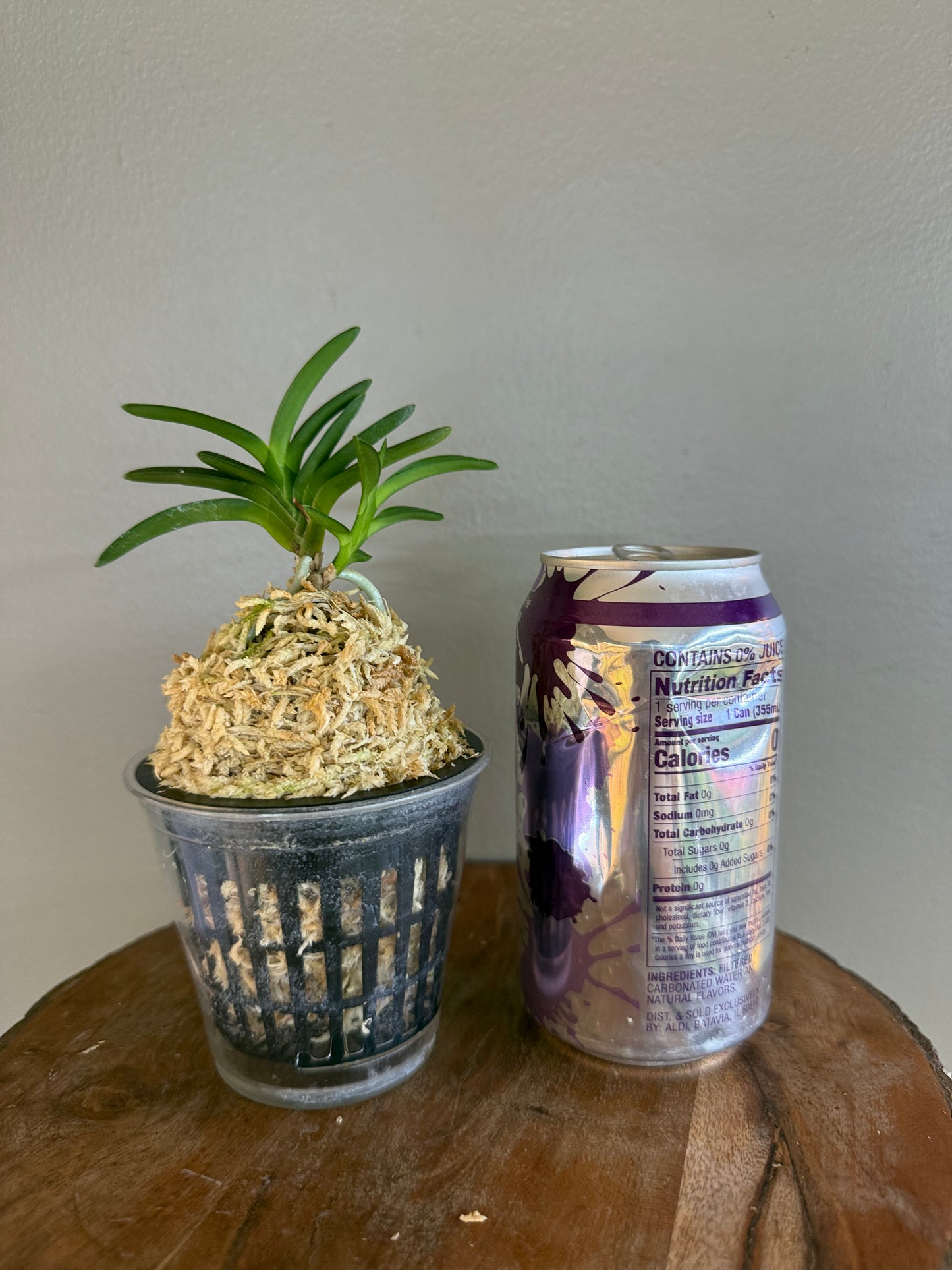 Neofinetia falcata Awaji 淡路