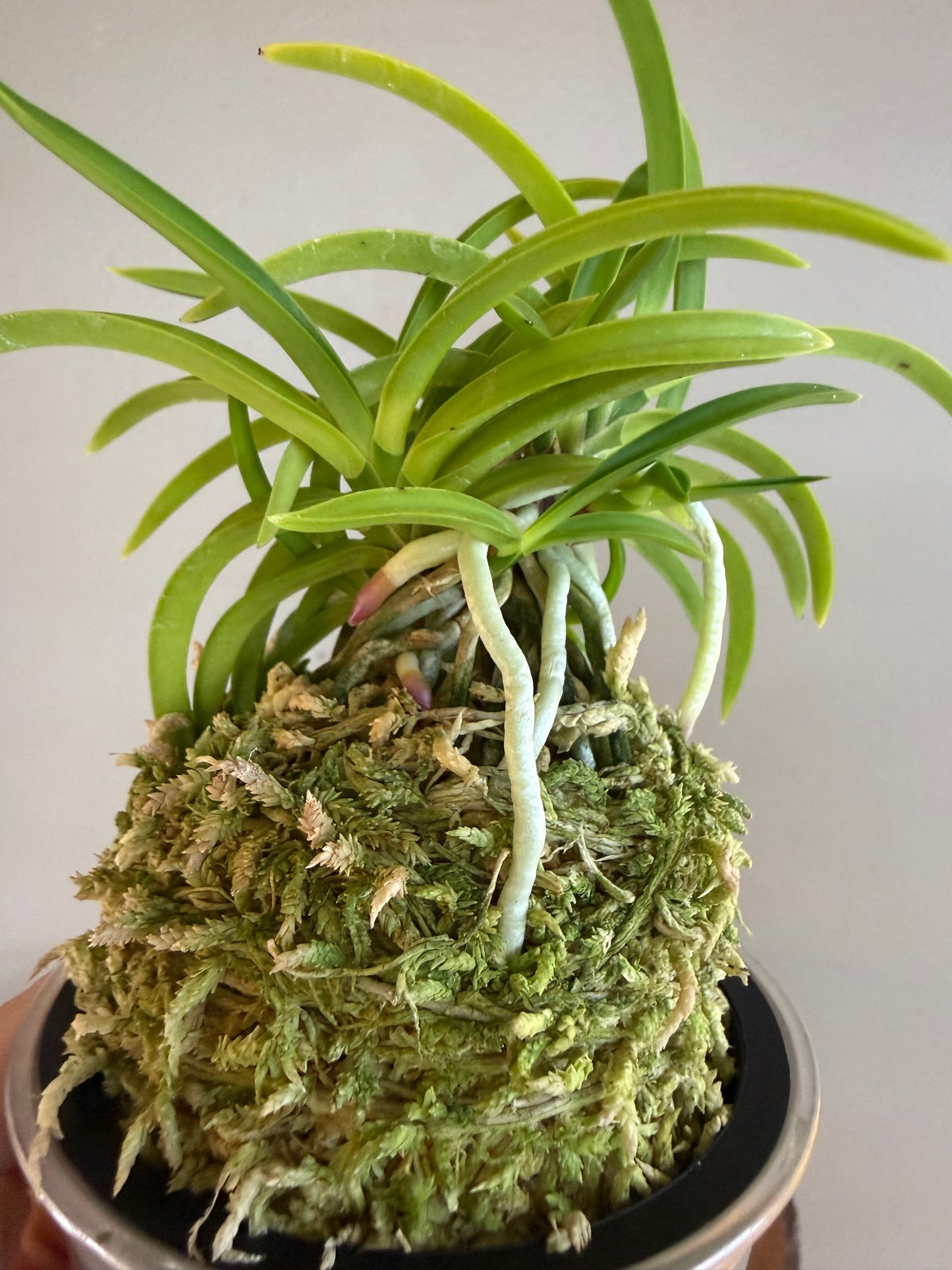 Neofinetia falcata Jomon no Hikari 縄文の光