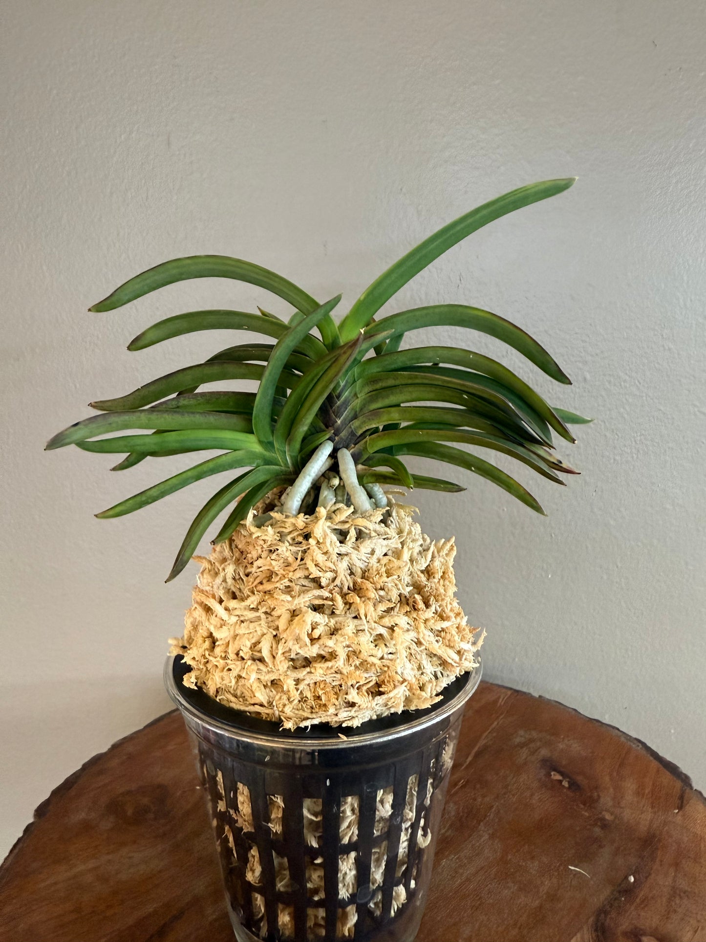 Neofinetia falcata Beniogi 紅扇