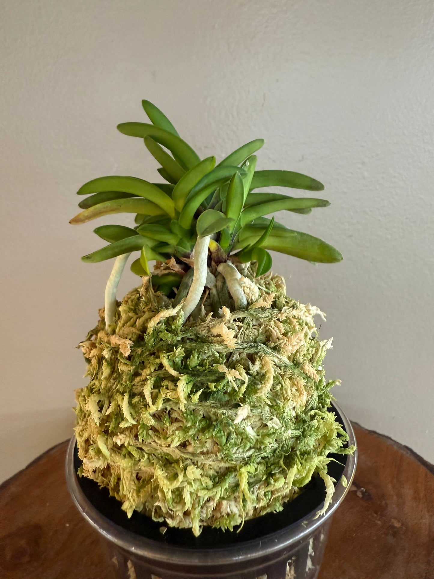 Neofinetia falcata Seidai 聖代