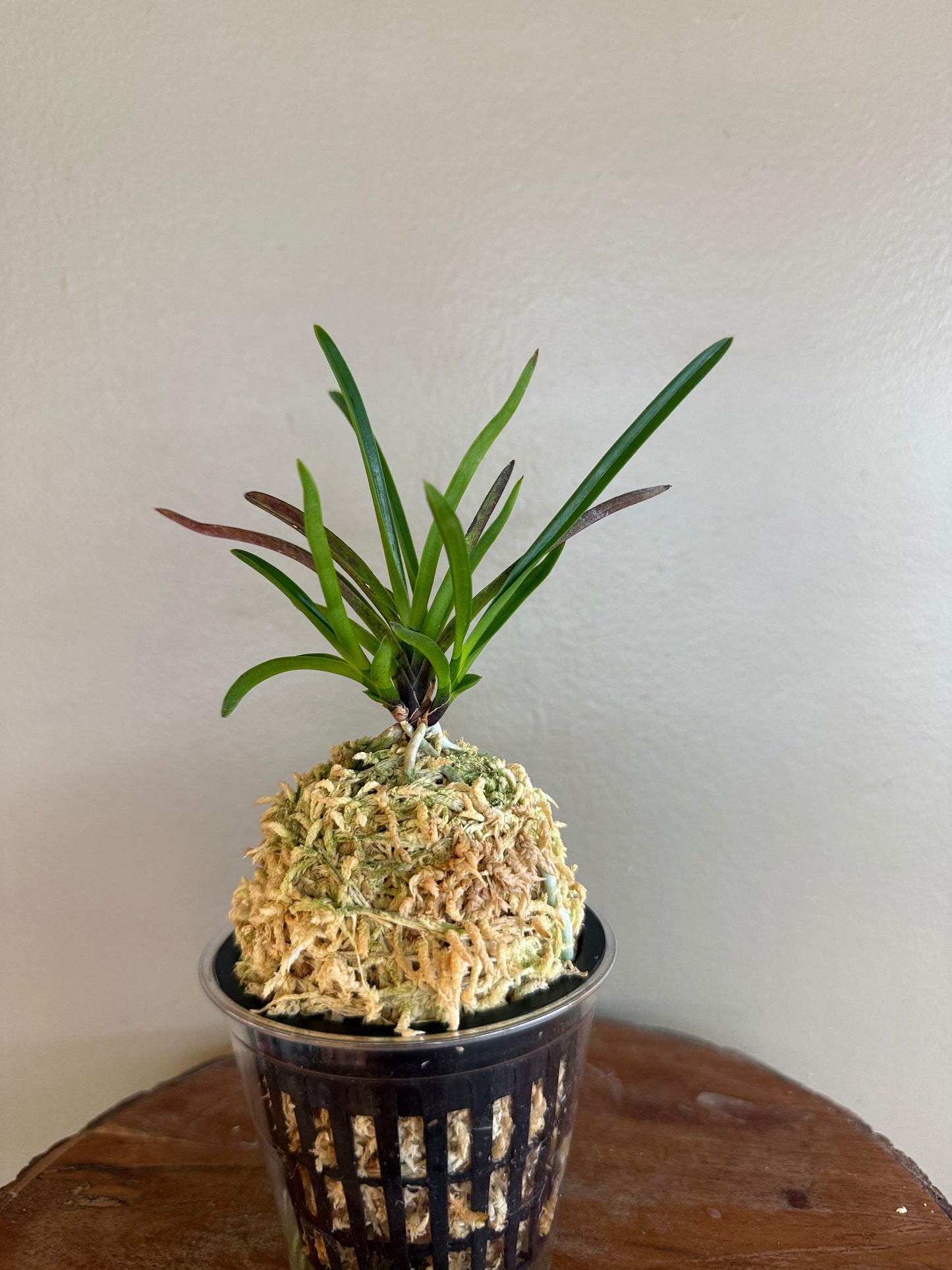 Neofinetia falcata 夕映 Yubae