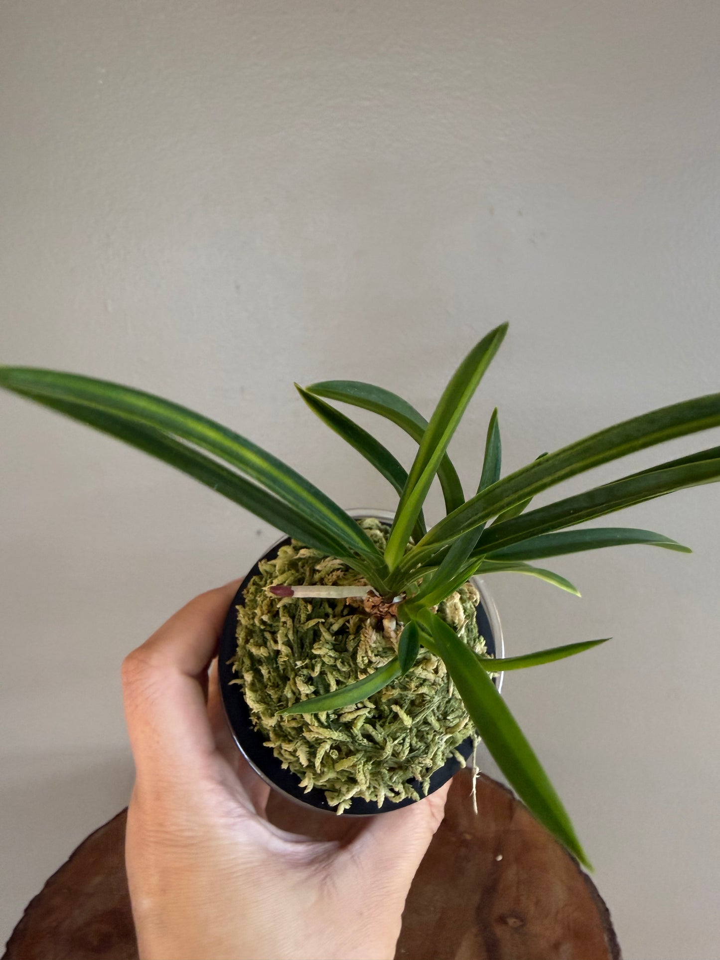 Neofinetia falcata Asahiden 朝日殿