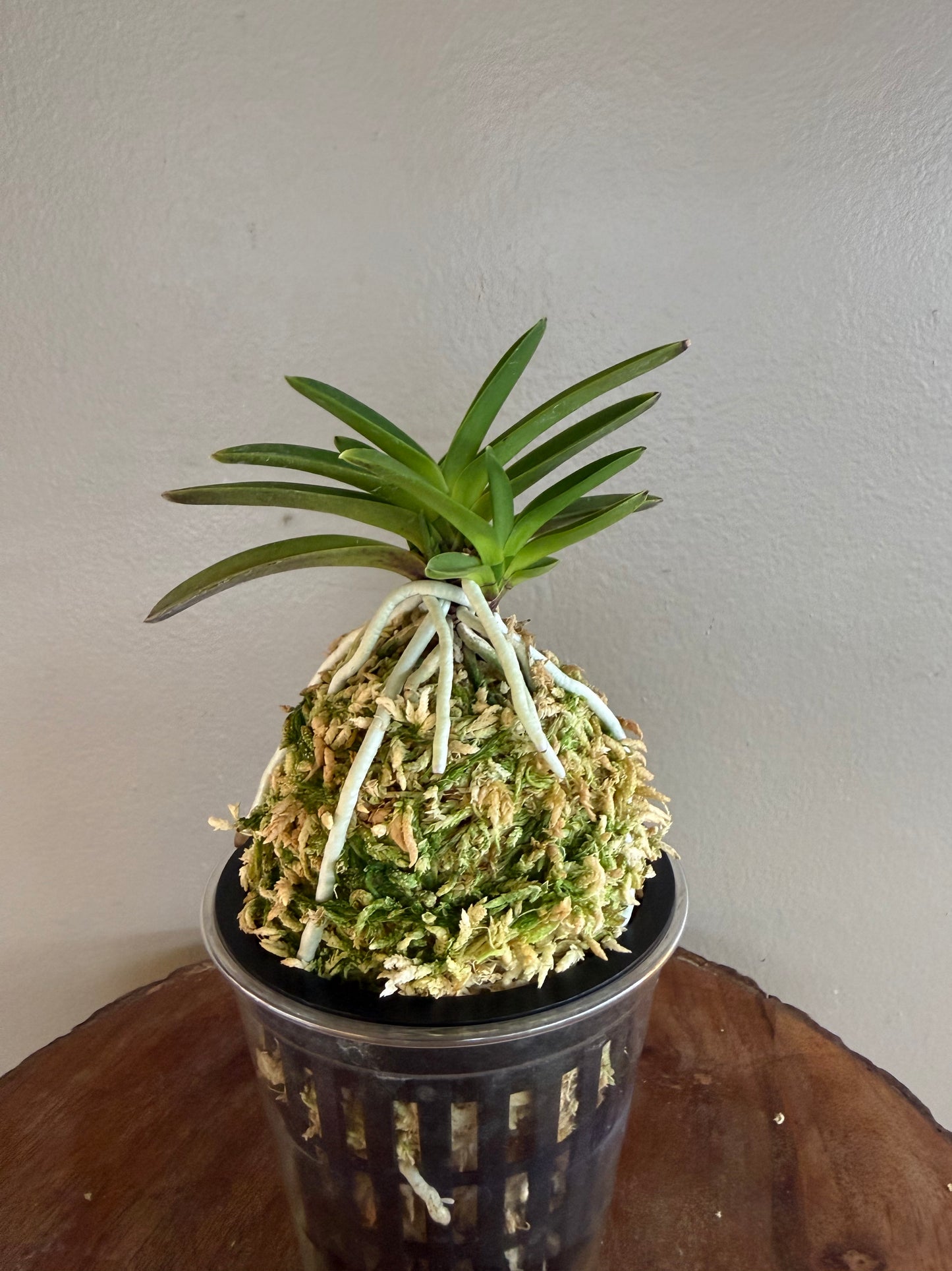 Neofinetia falcata Hwangok 黃玉