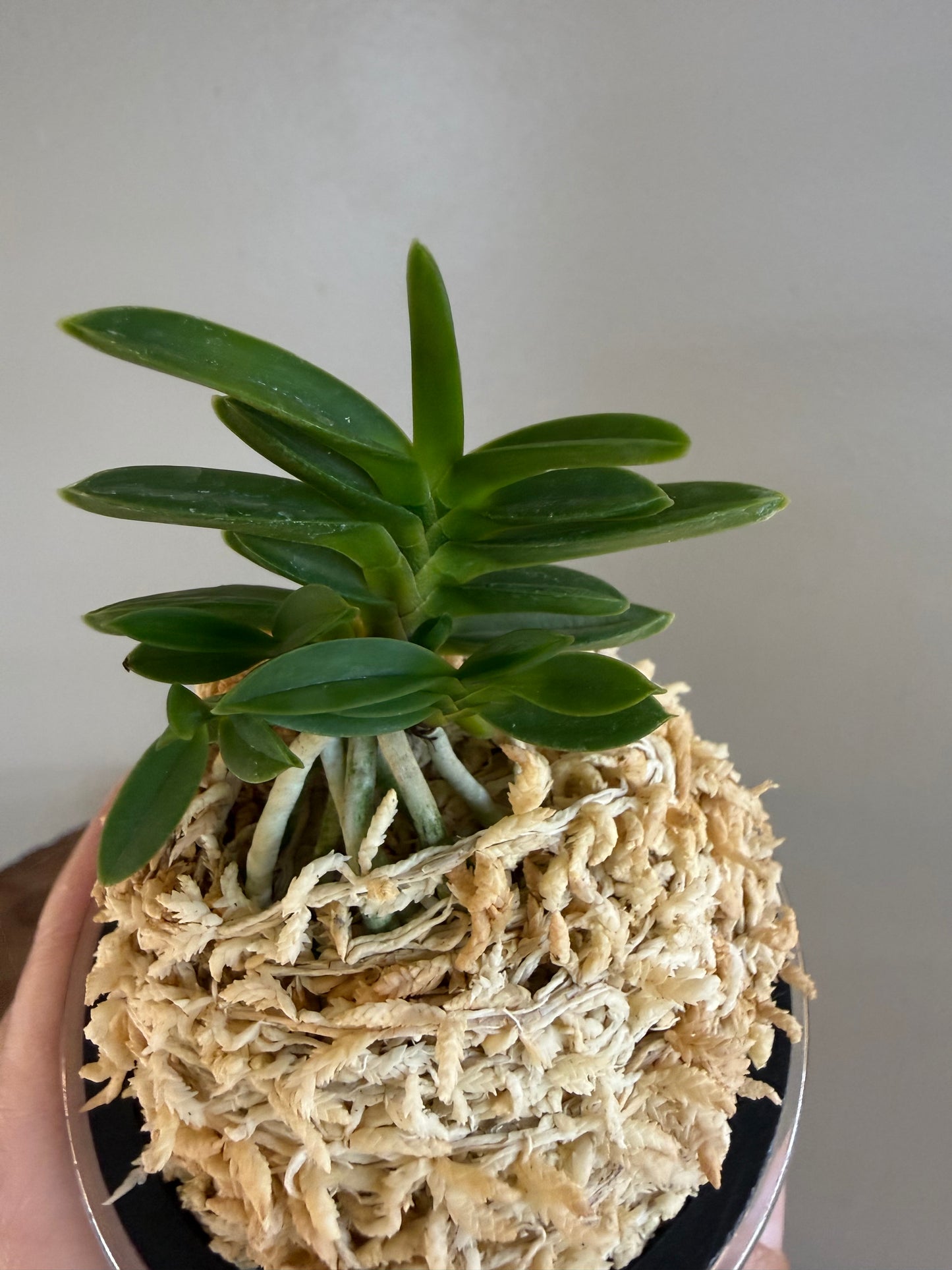 Neofinetia falcata Kirinmaru 麒麟丸