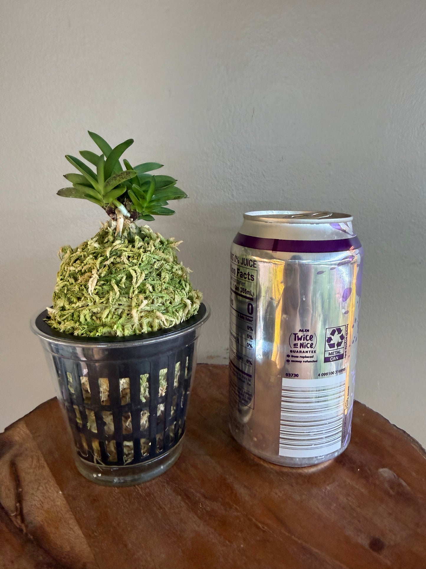 Neofinetia falcata Tamakongo 玉金剛