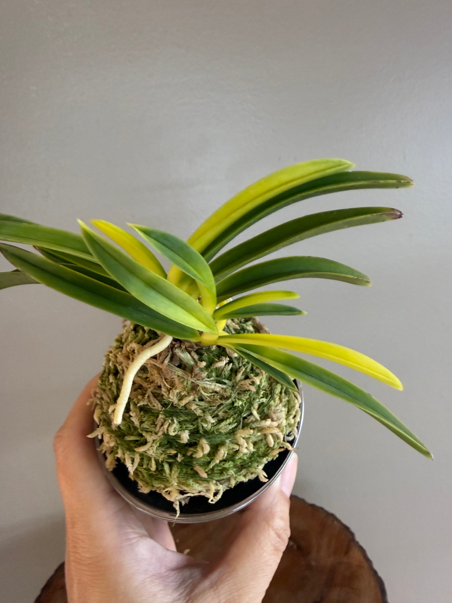 Neofinetia falcata Izumibotan 泉牡丹