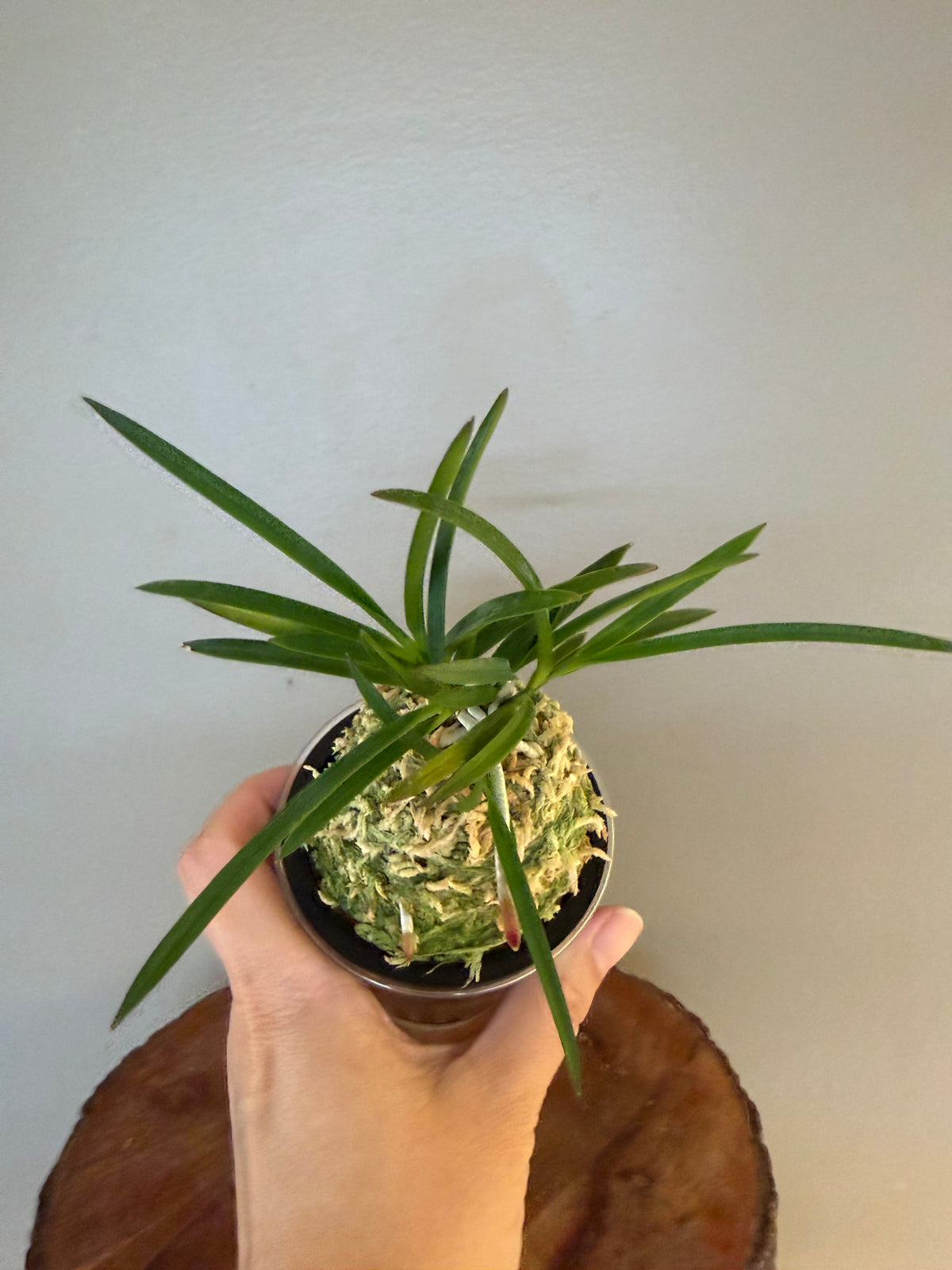 Neofinetia falcata 夕映 Yubae