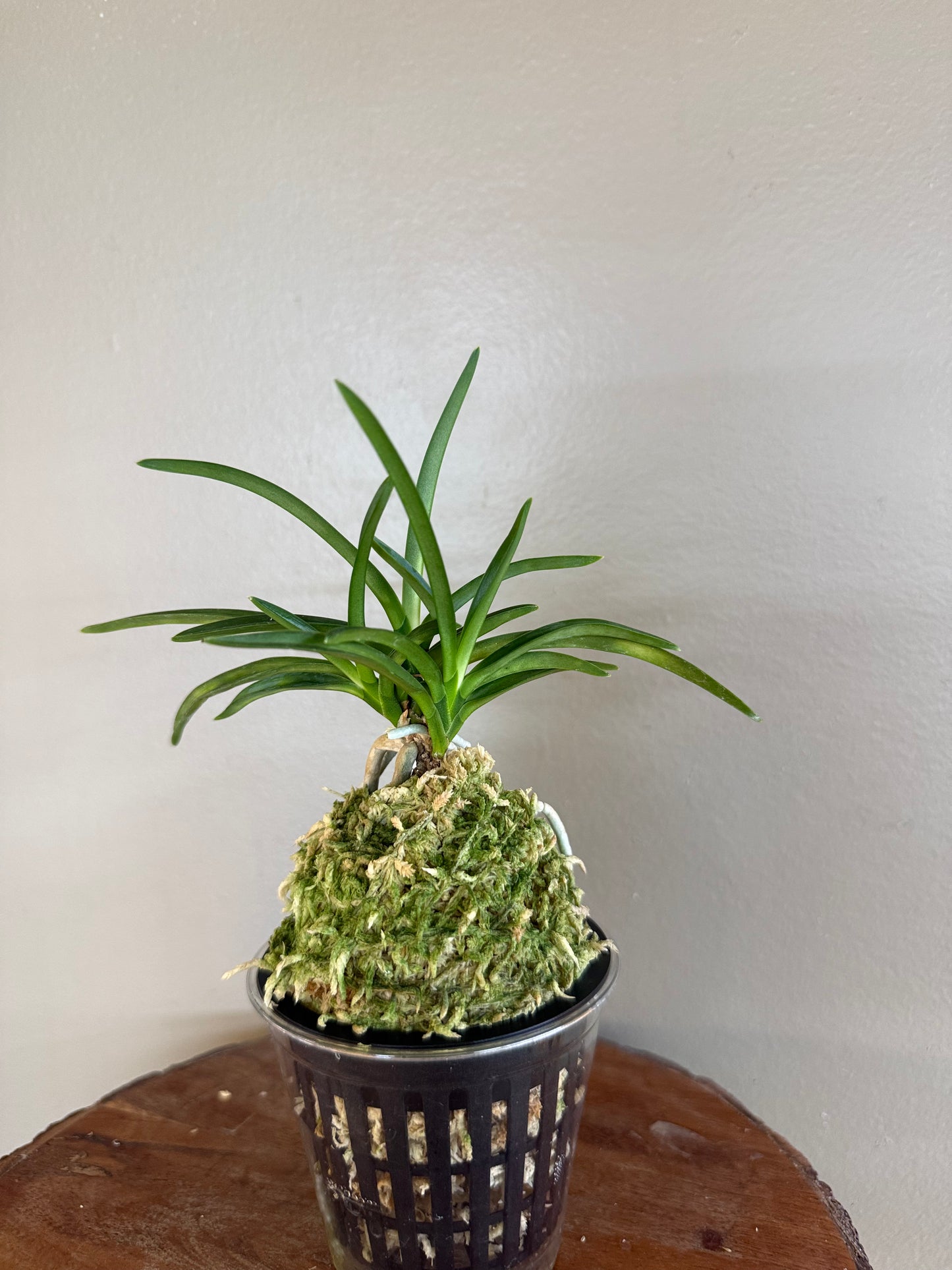 Neofinetia falcata Jitsugekko 日月光