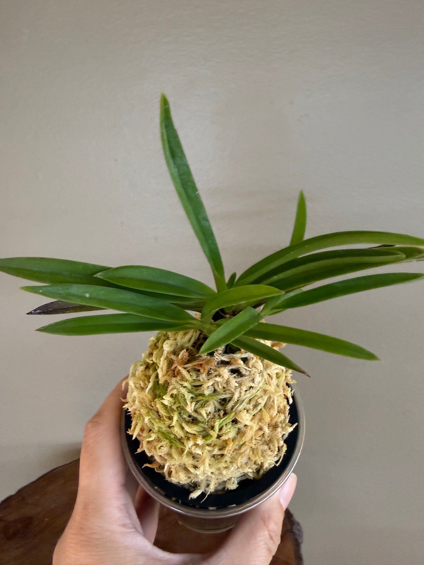 Neofinetia falcata Shutenno 朱天王
