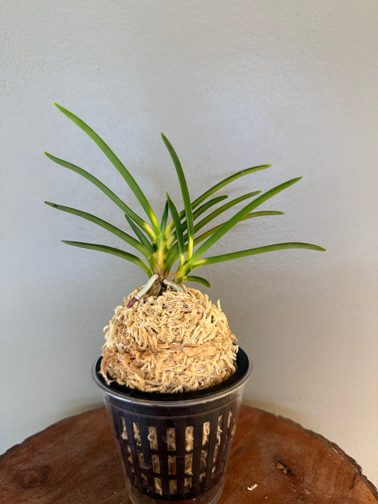 Neofinetia falcata Shinkiro 蜃気楼