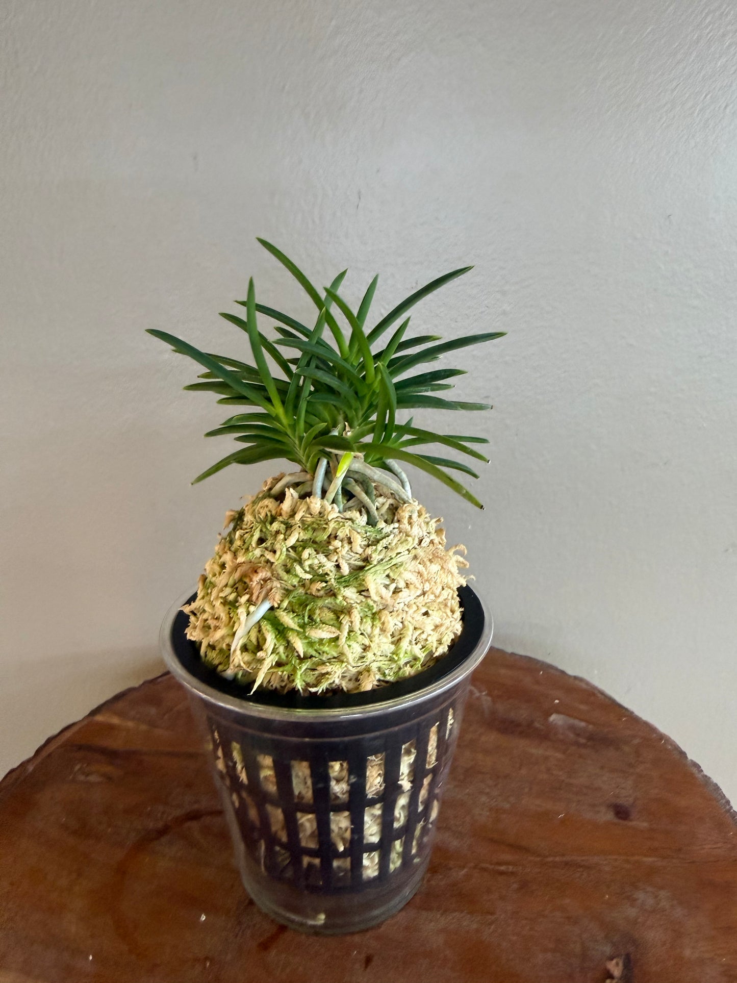 Neofinetia falcata Aojiku Yoroidoshi 青軸鎧通