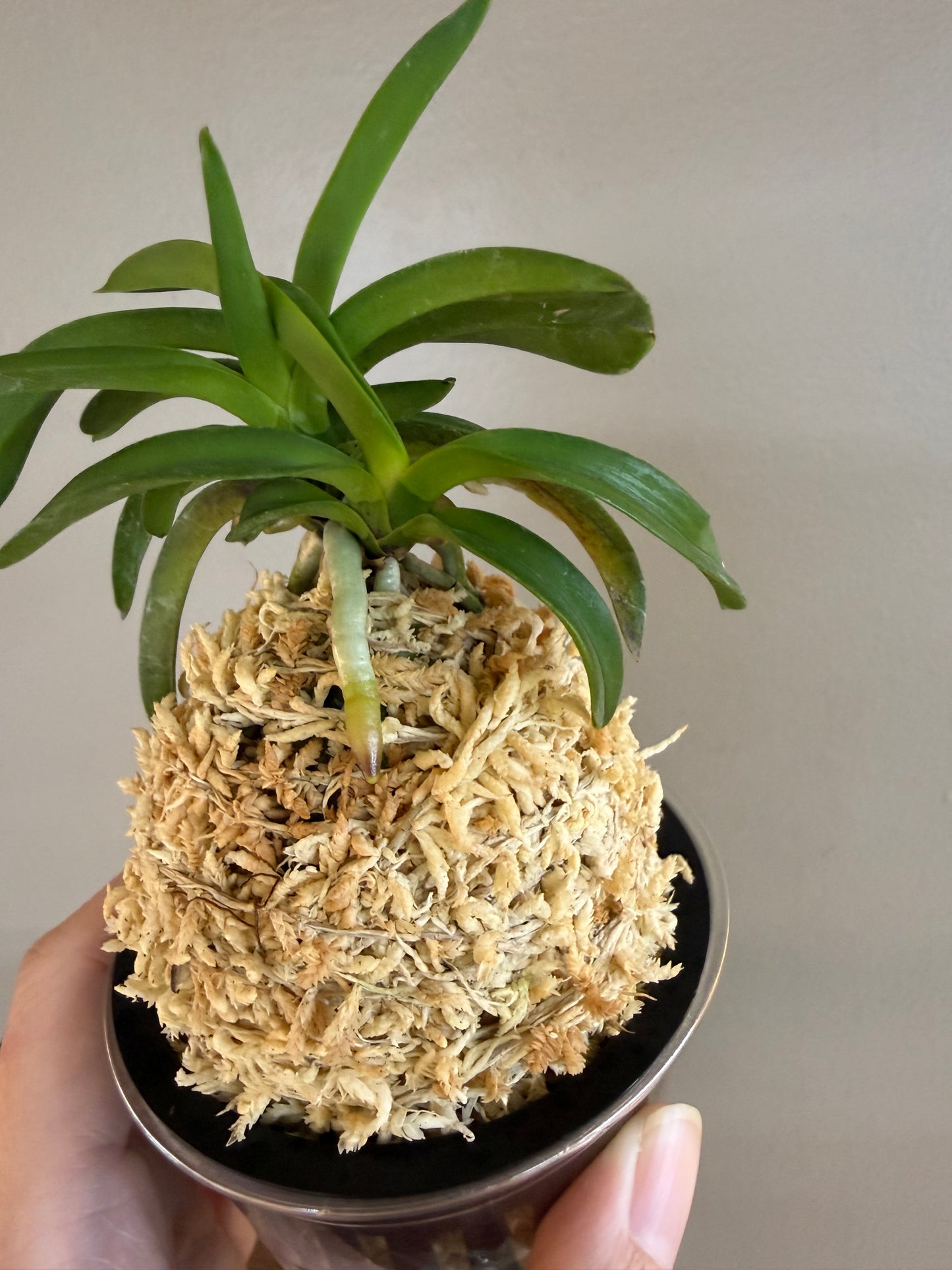 Neofinetia falcata Daepunghae (Onamiseikai Benikaedae) 大楓海