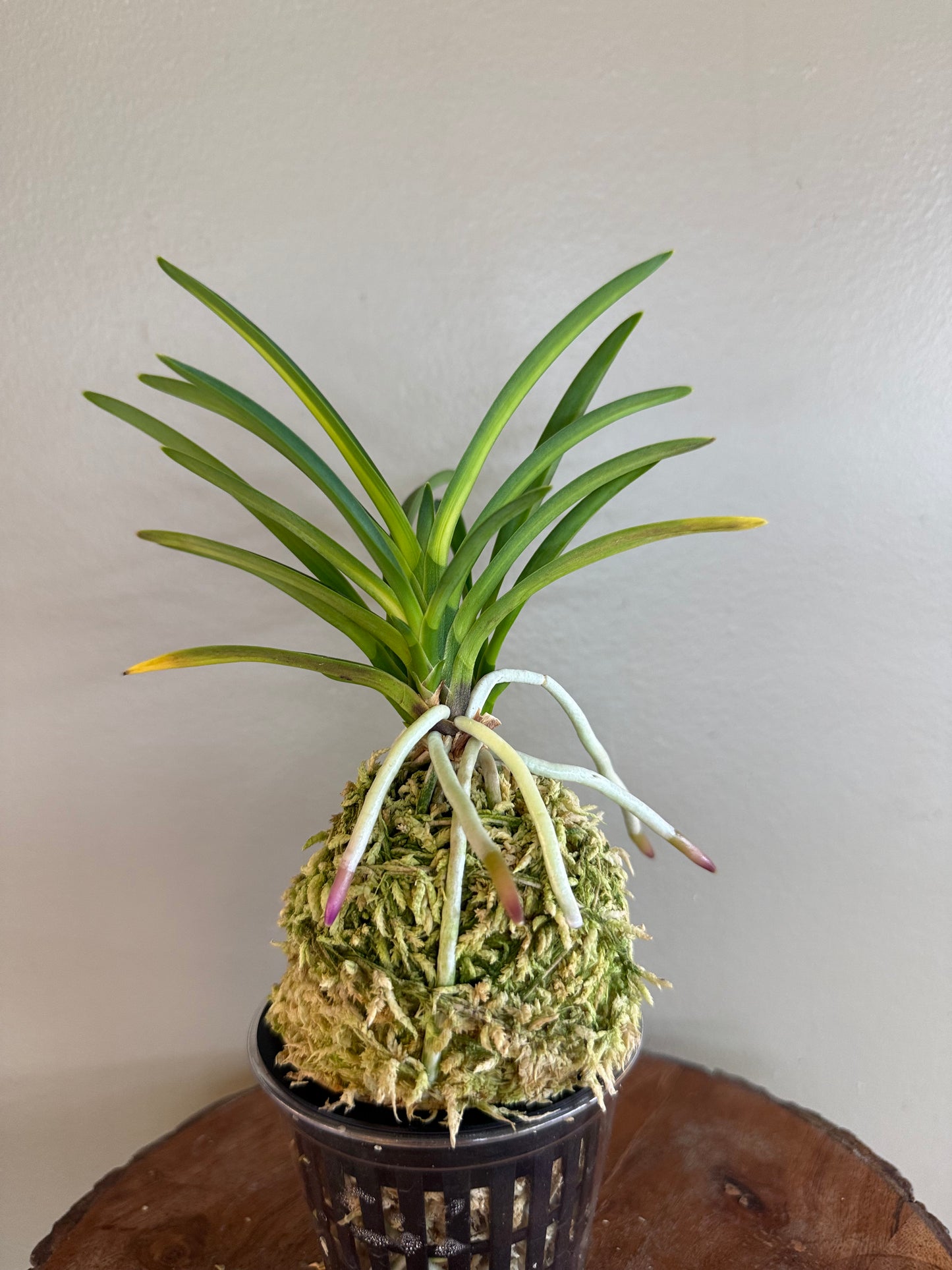 Neofinetia falcata Unhak (Unkaku) 雲鶴