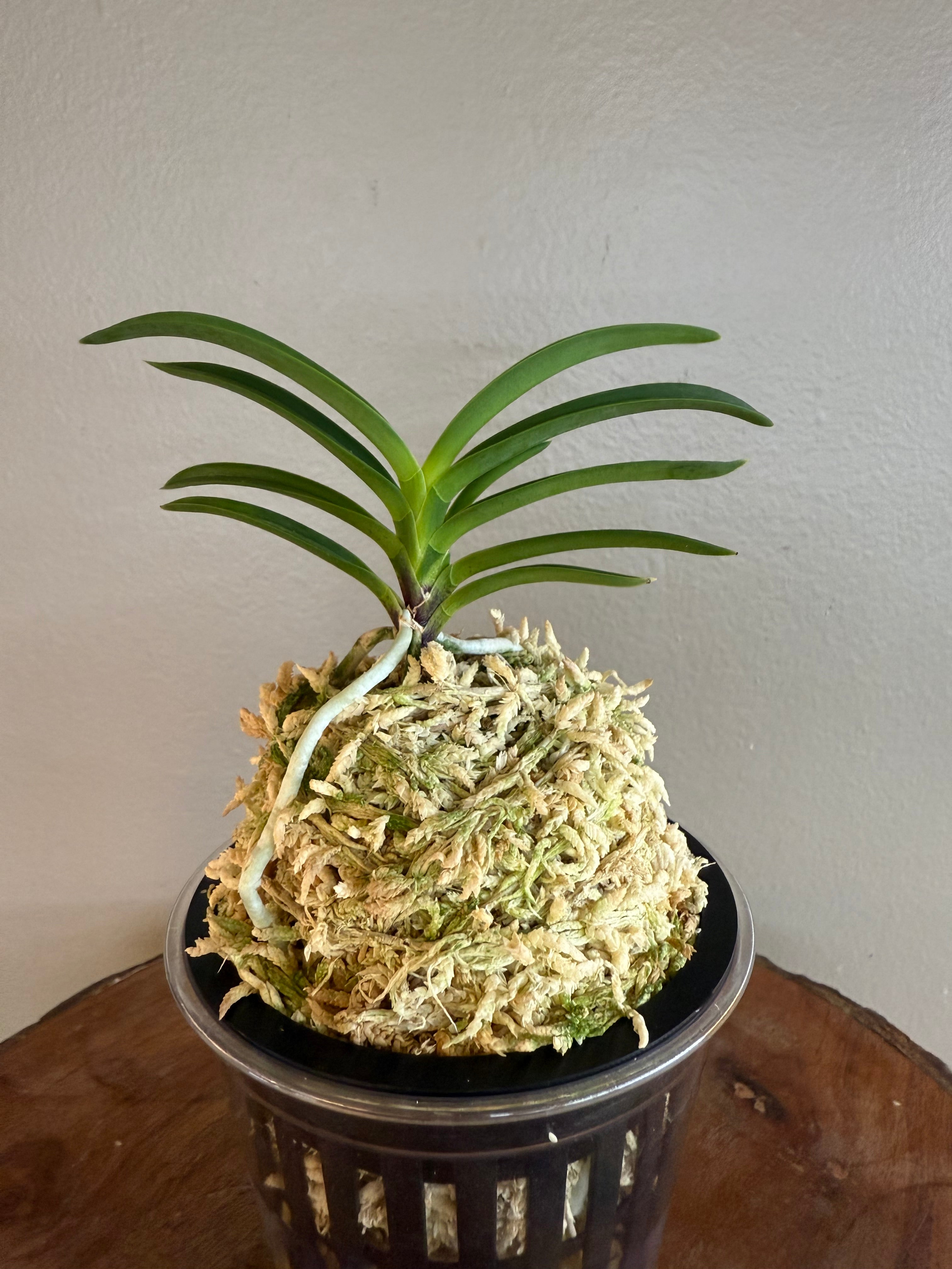 Neofinetia falcata Danjeonghong 丹頂紅 – Helen's Orchid House