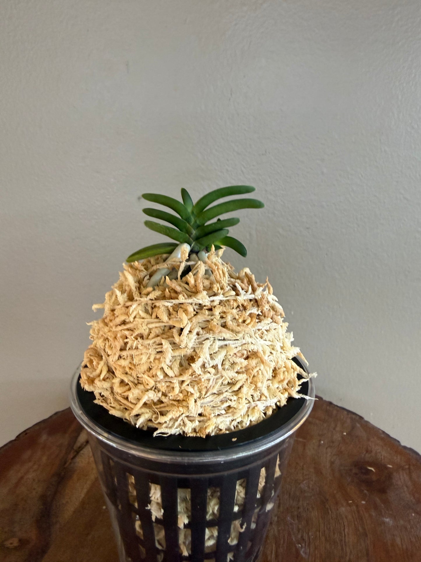 Neofinetia falcata Kuroshinju 黒真珠