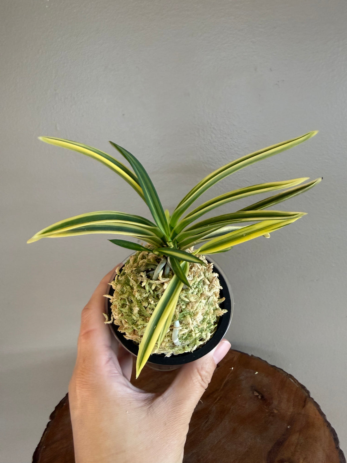Neofinetia falcata Yuri 琉璃(Amami kanpaku  奄美冠白)