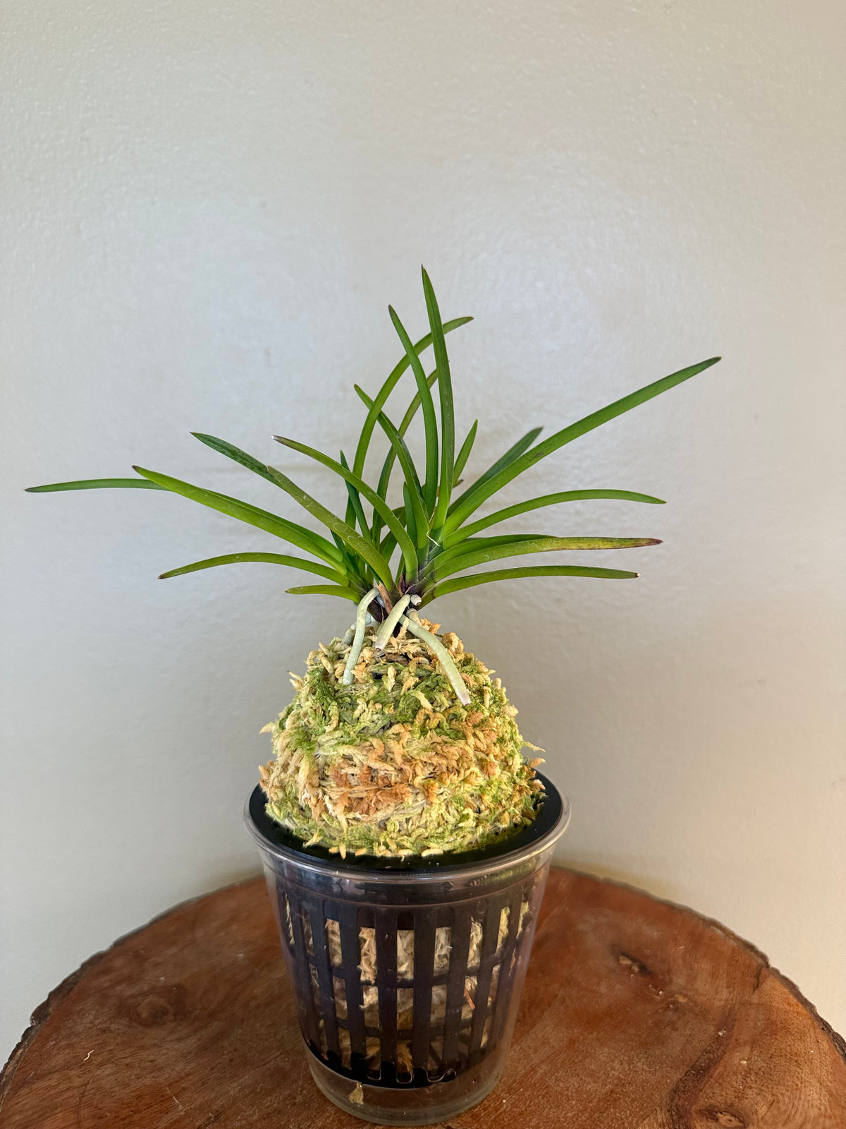 Neofinetia falcata 夕映 Yubae