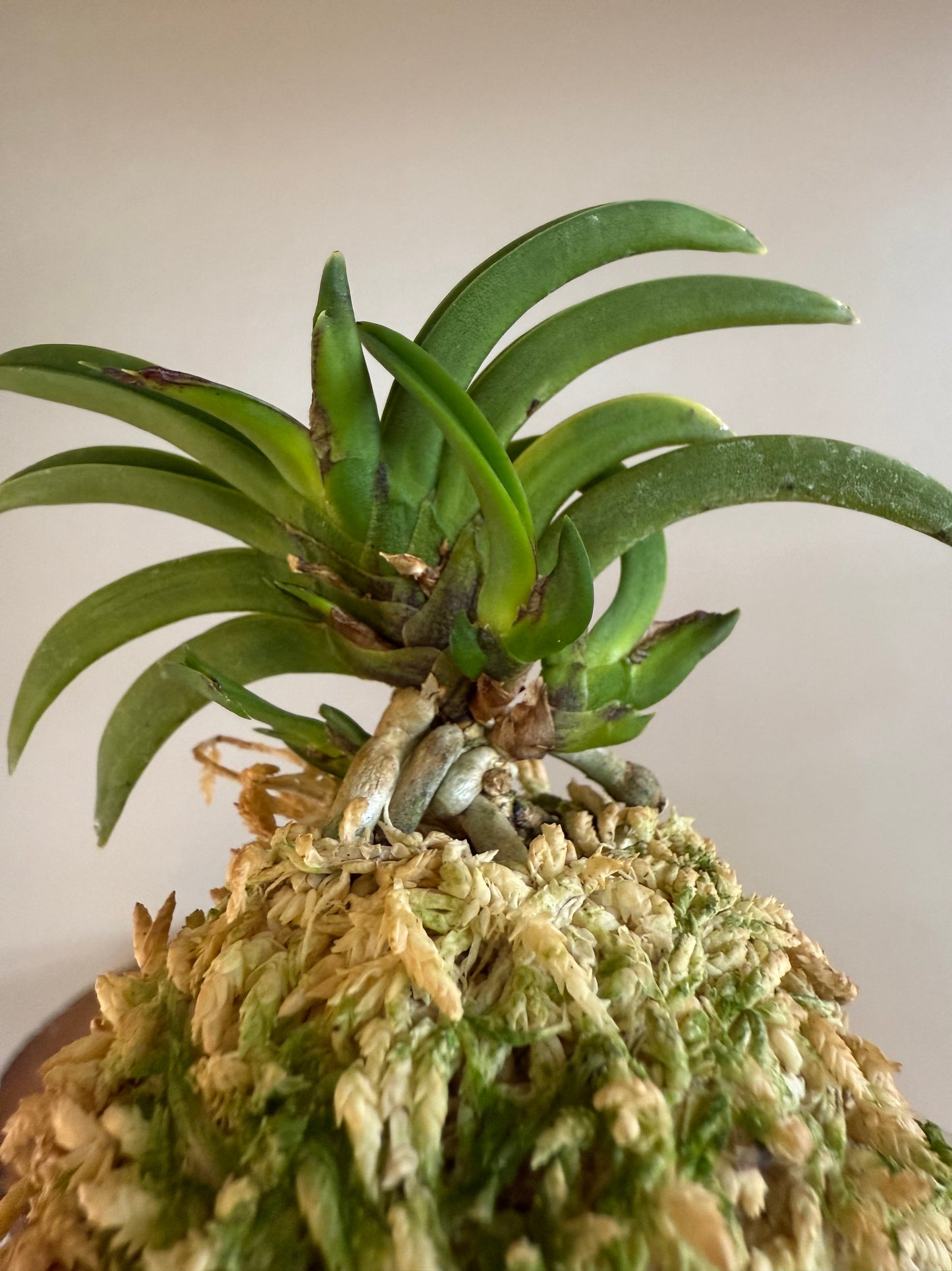 Neofinetia falcata Benkeimaru 弁慶丸